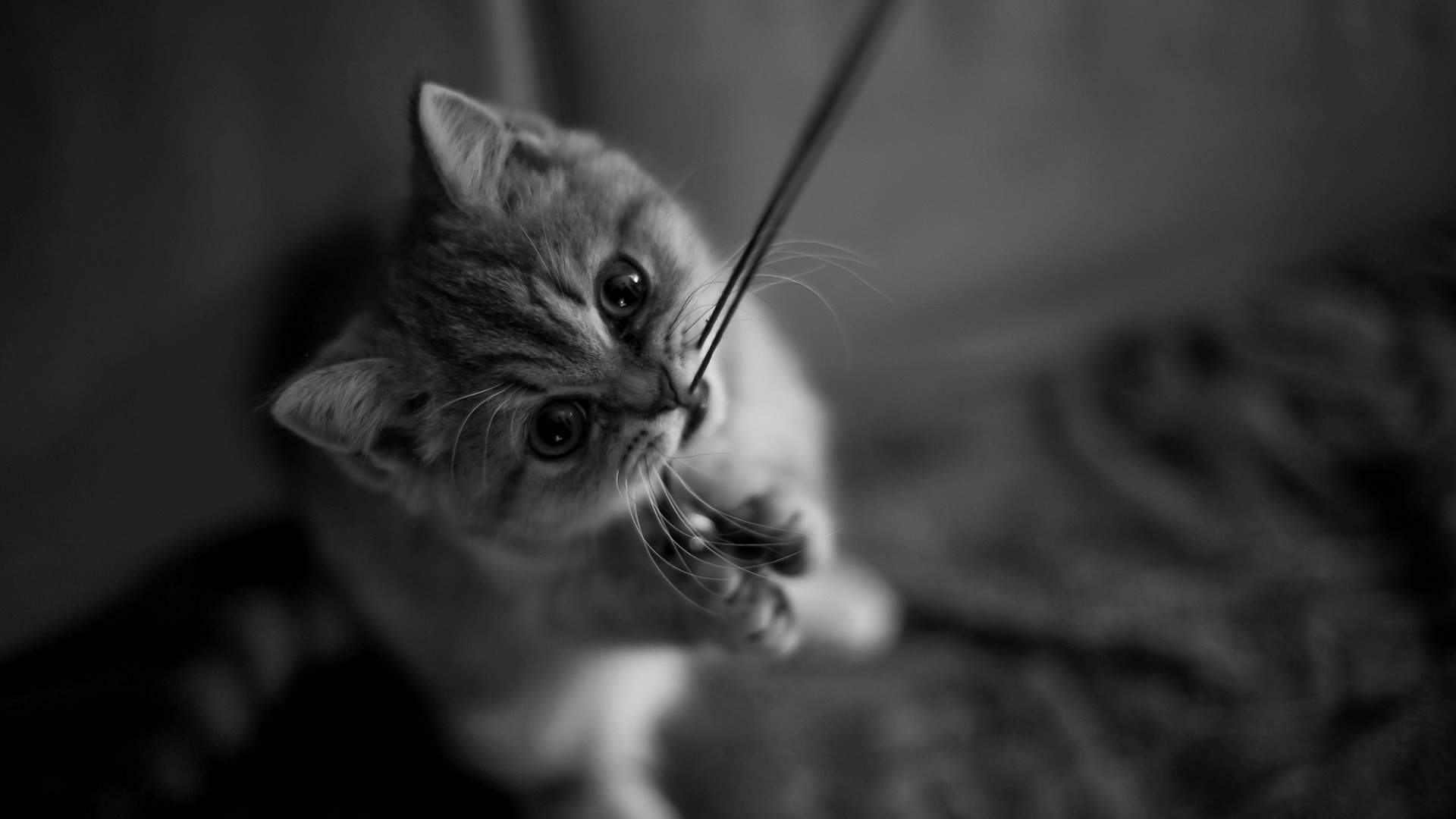 小猫图片