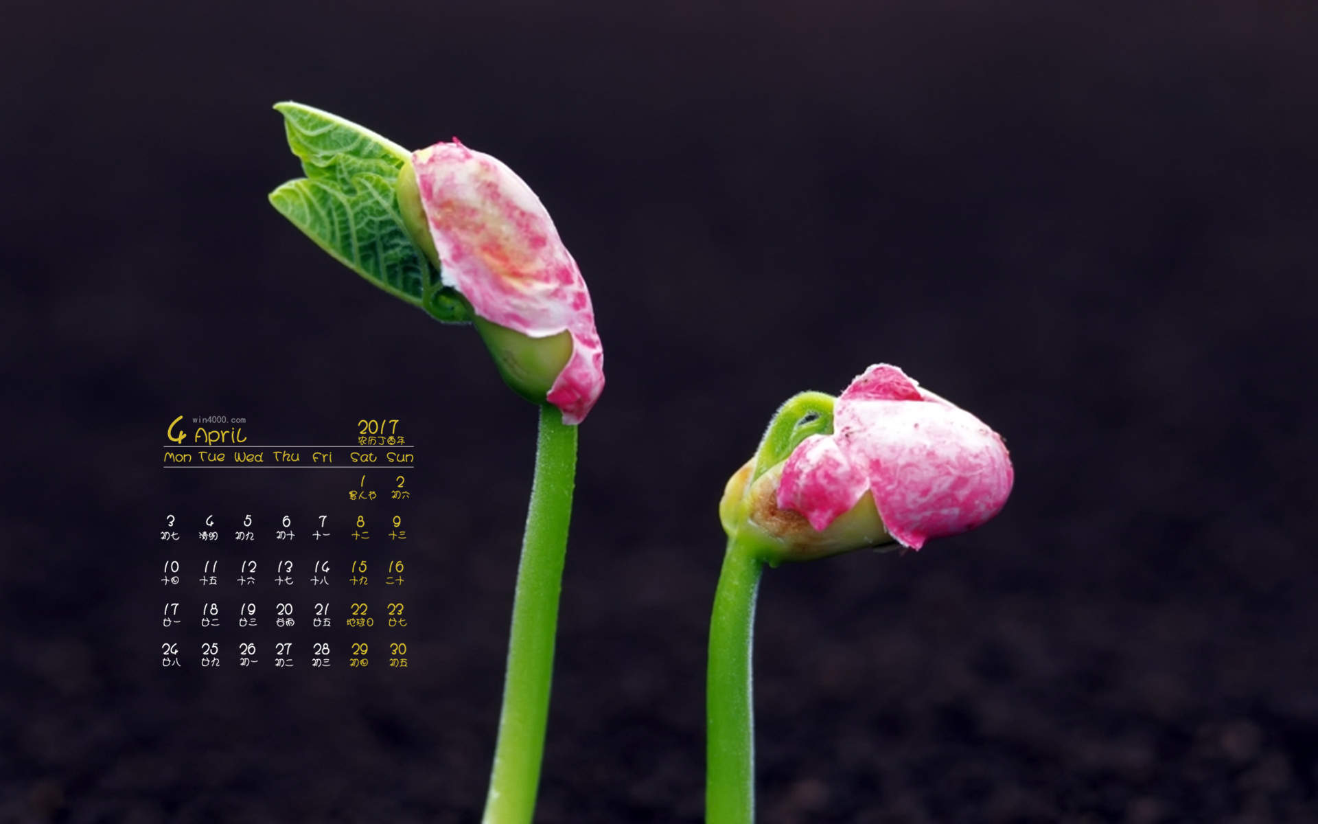 小清新植物嫩芽图片桌面壁纸图片