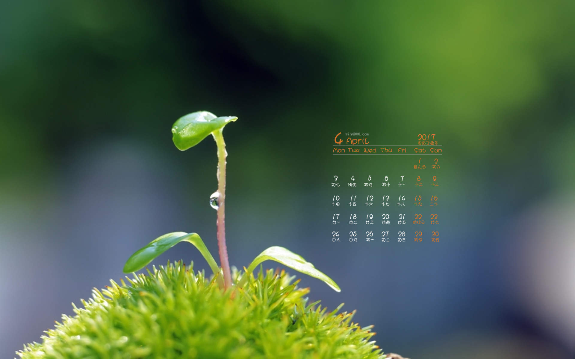 小清新植物嫩芽图片桌面壁纸图片