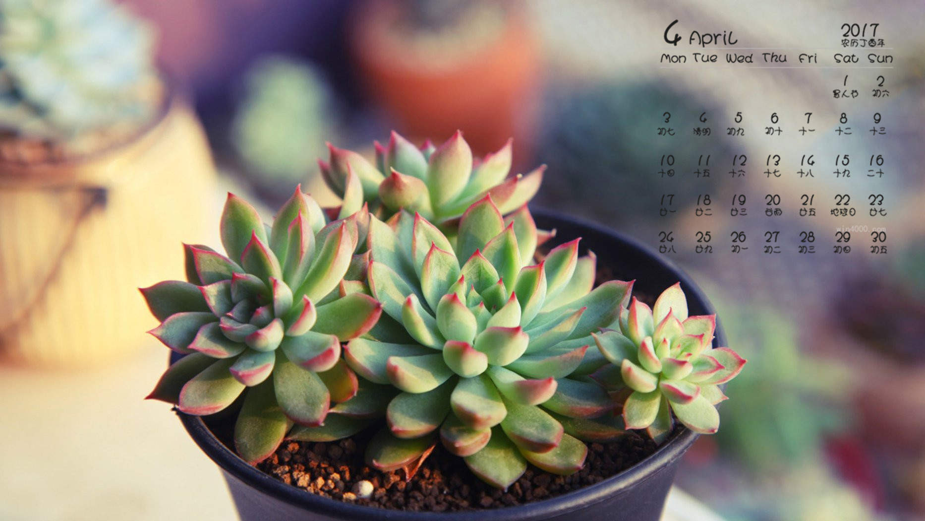 笨笨鼠2020春天多肉植物唯美鼠年手机壁纸图片