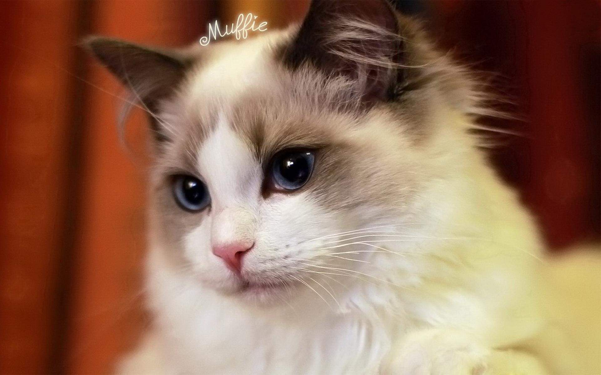 可爱软萌猫咪桌面壁纸图片