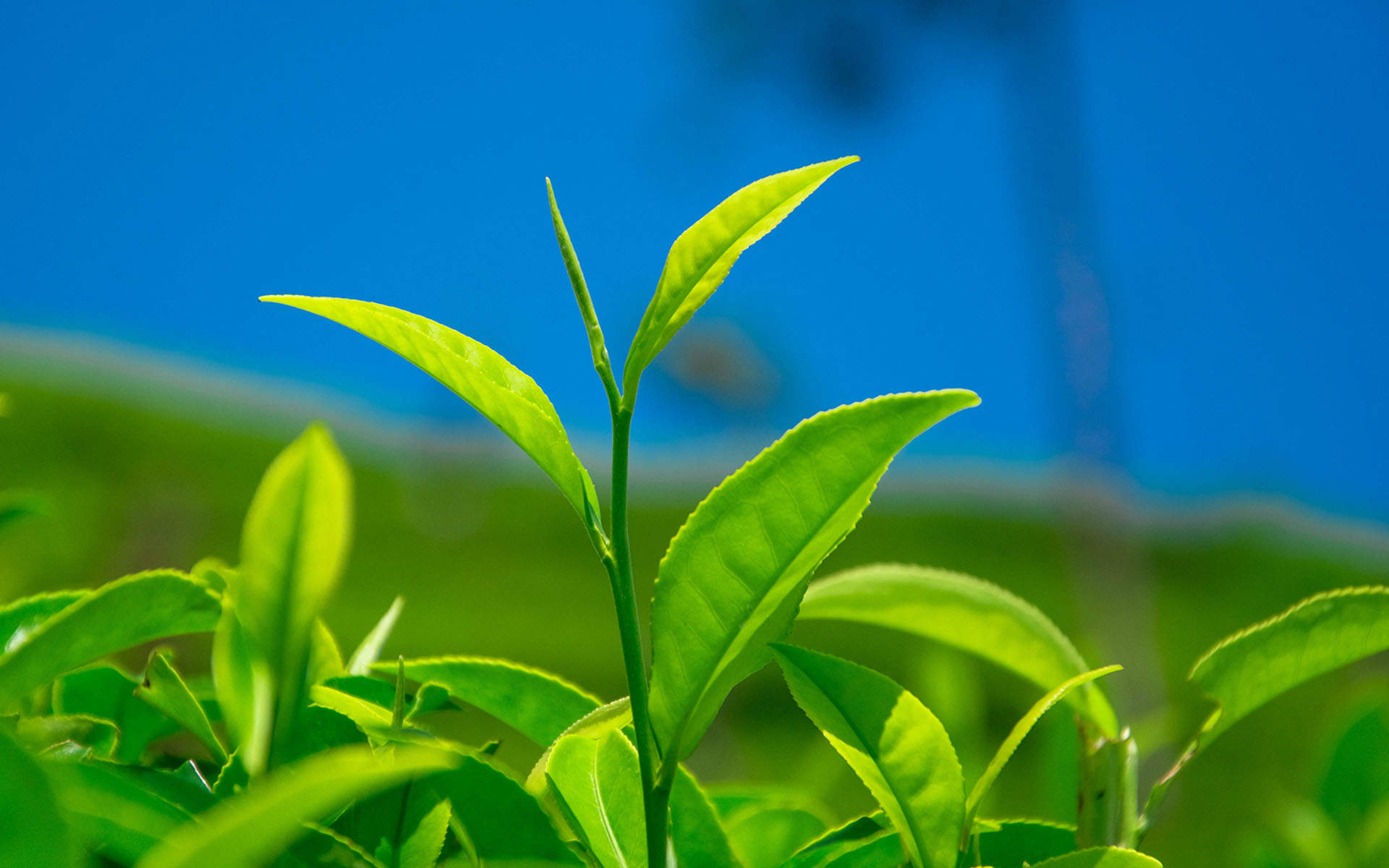 小清新植物嫩芽图片桌面壁纸图片