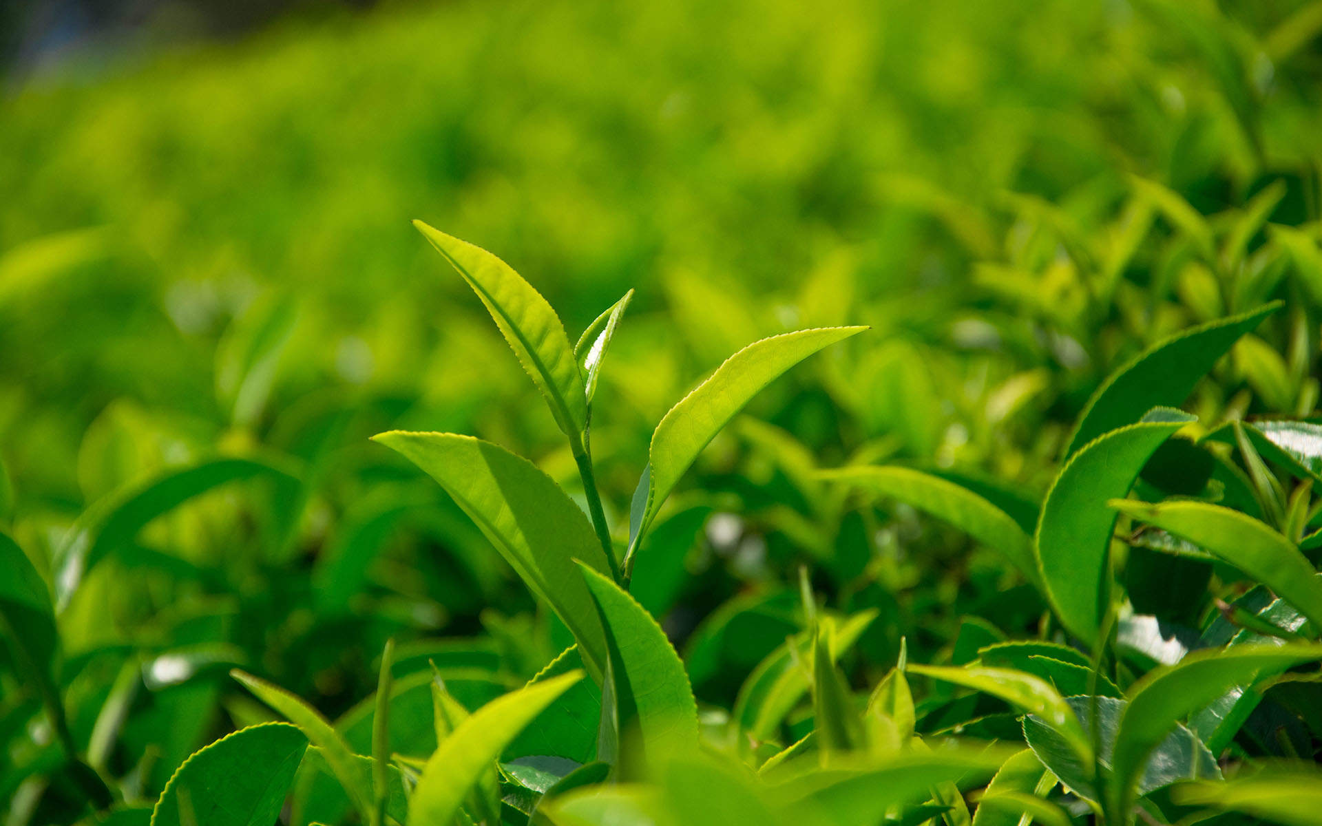 小清新植物嫩芽图片桌面壁纸图片