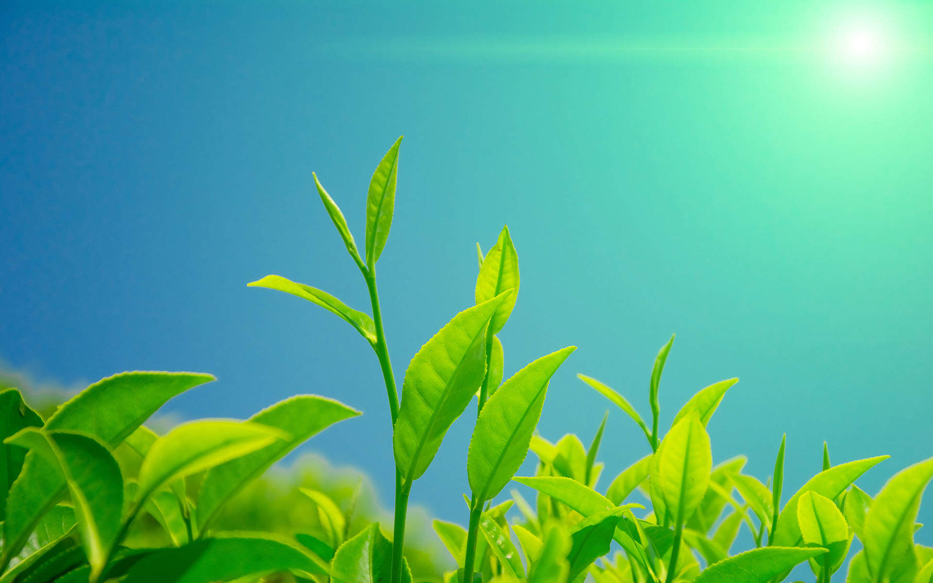 小清新植物嫩芽图片桌面壁纸图片