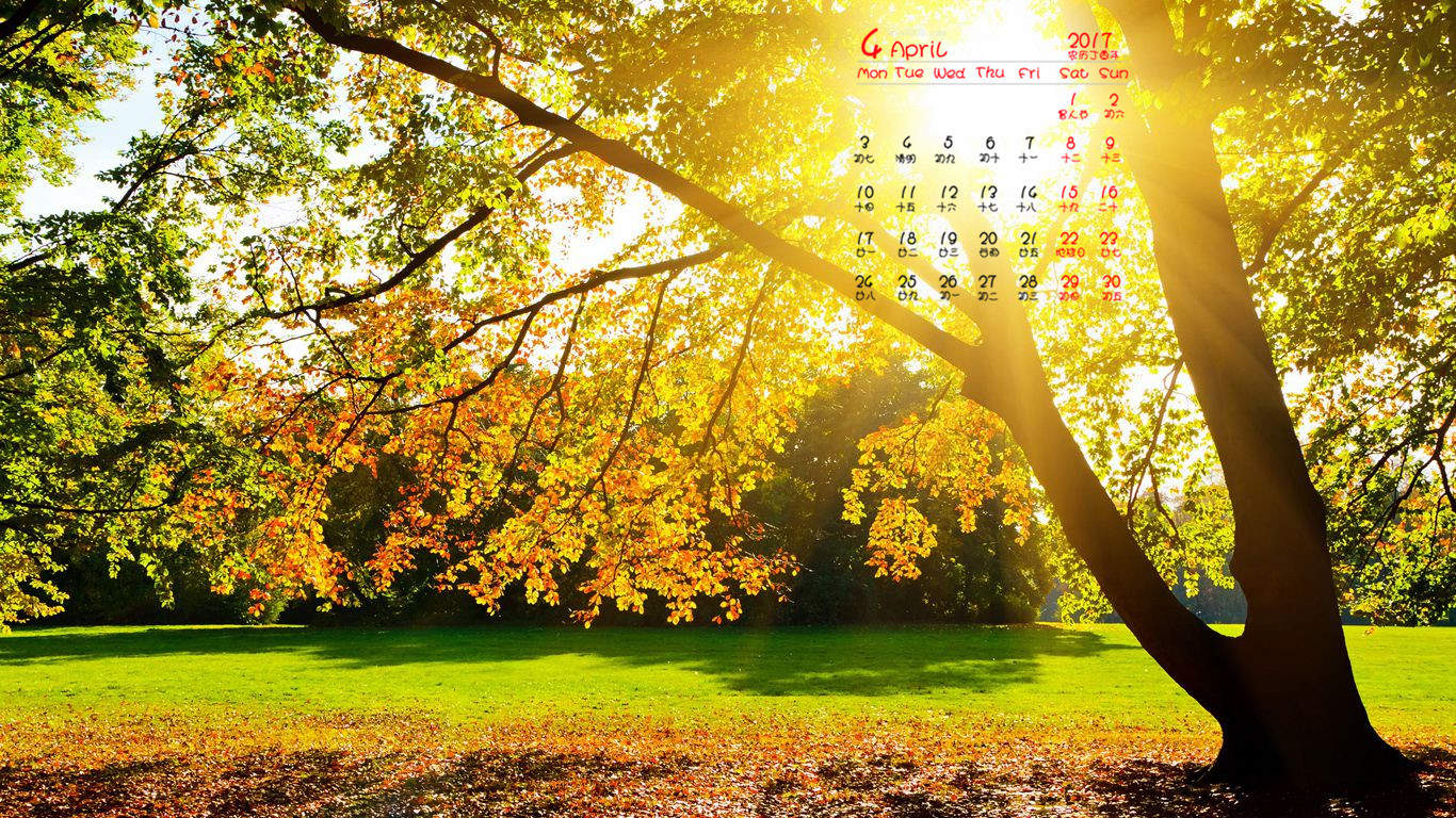 2014年11月日历壁纸唯美好看的大自然森林公园风景图片(一)图片