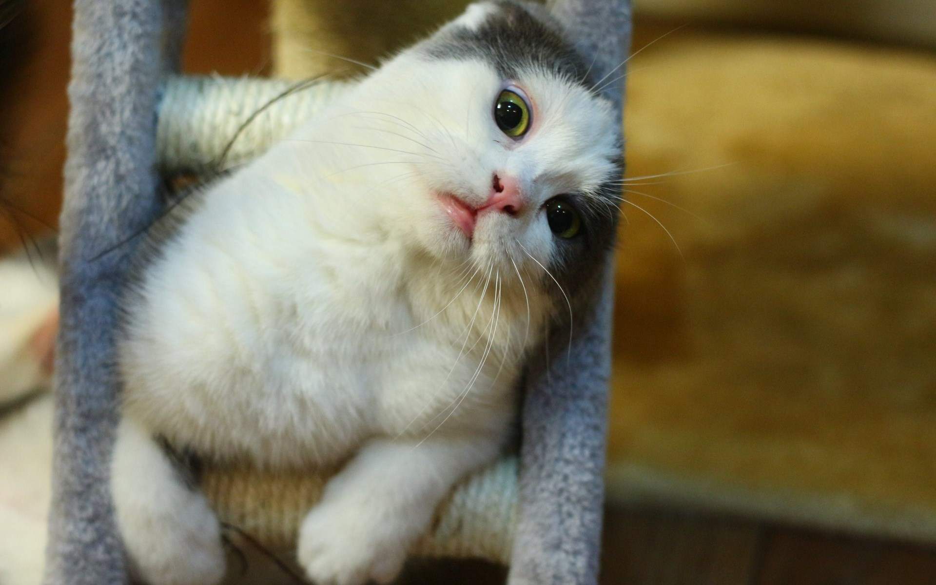 小猫图片