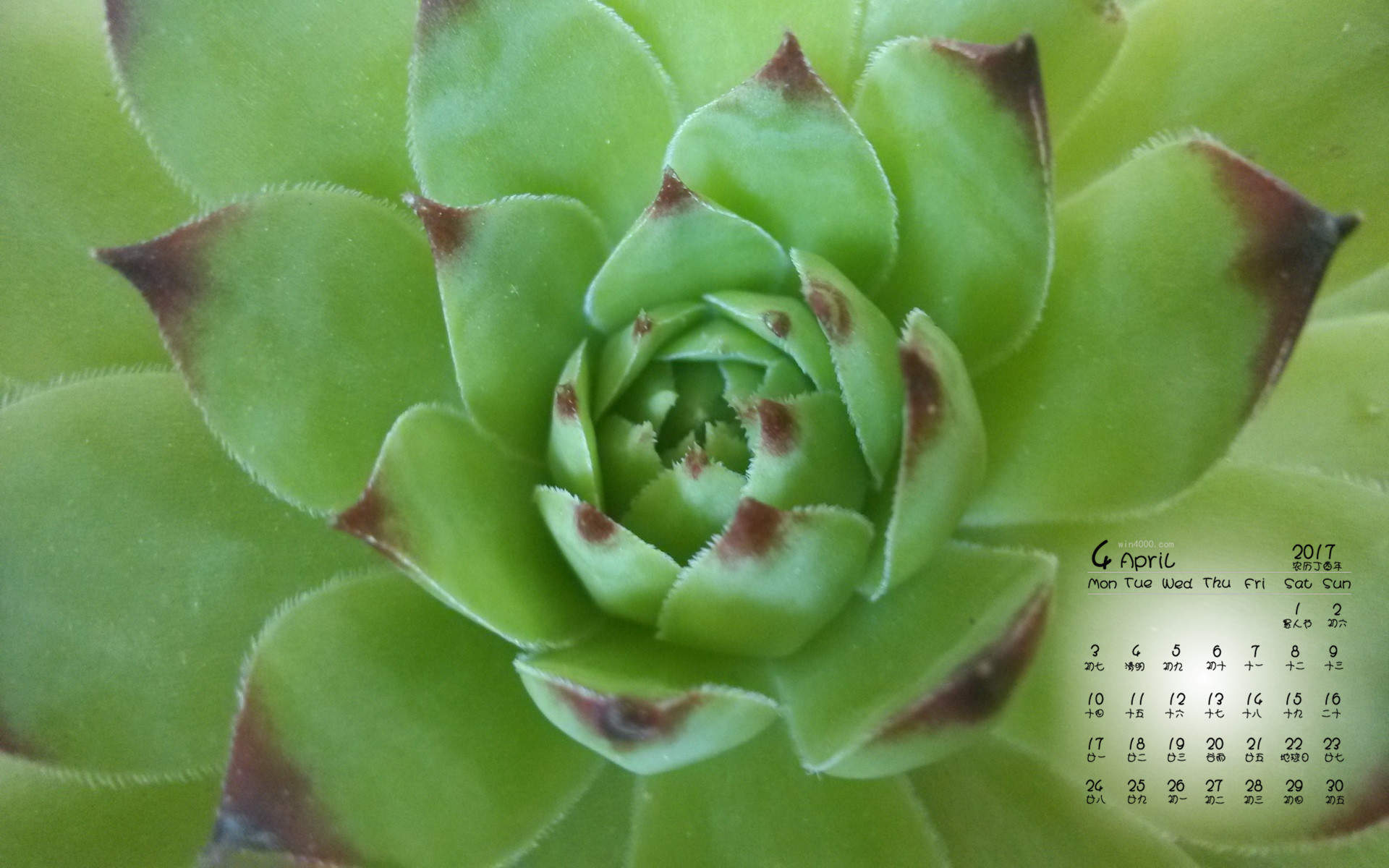 多肉植物图片