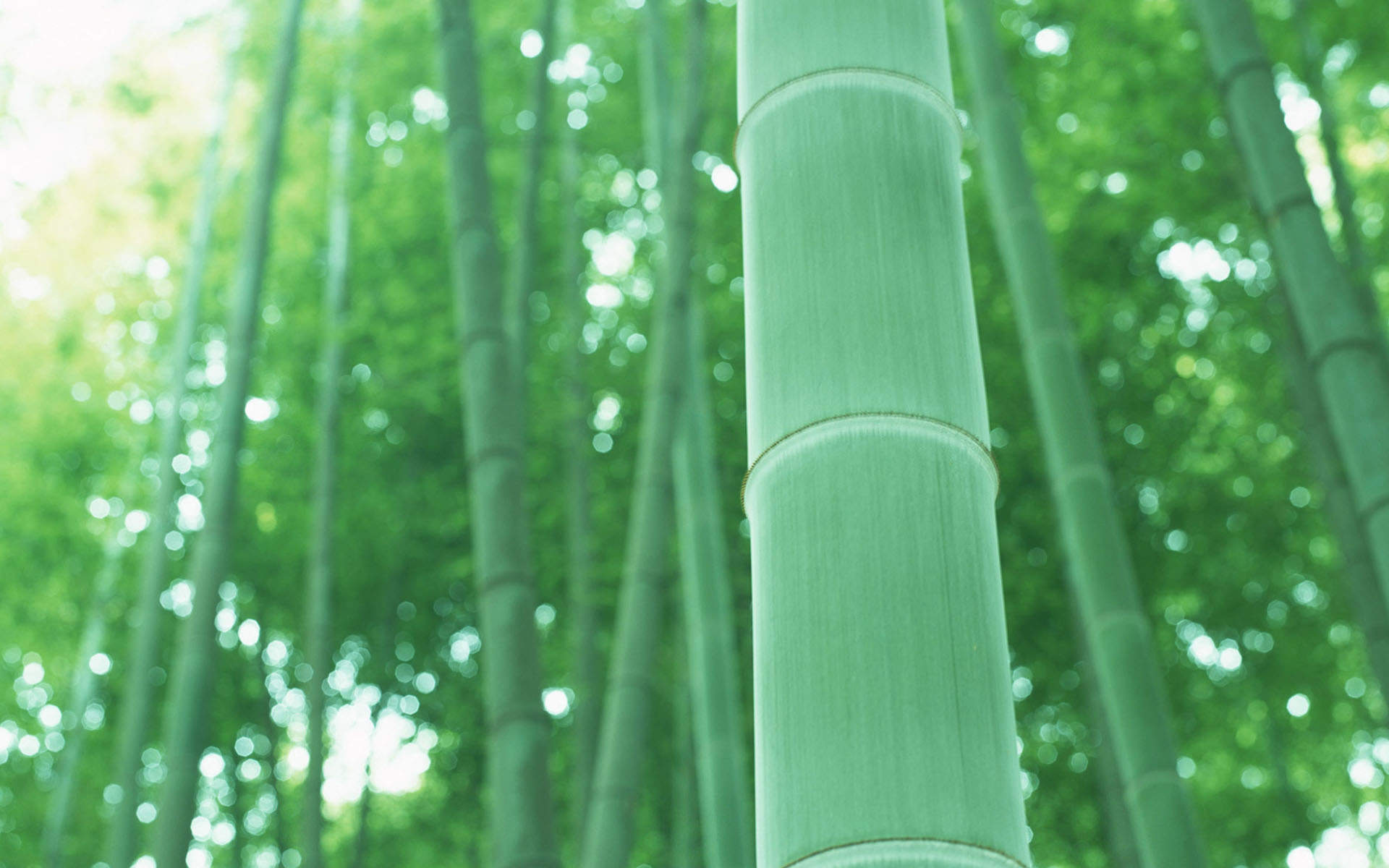 竹子图片