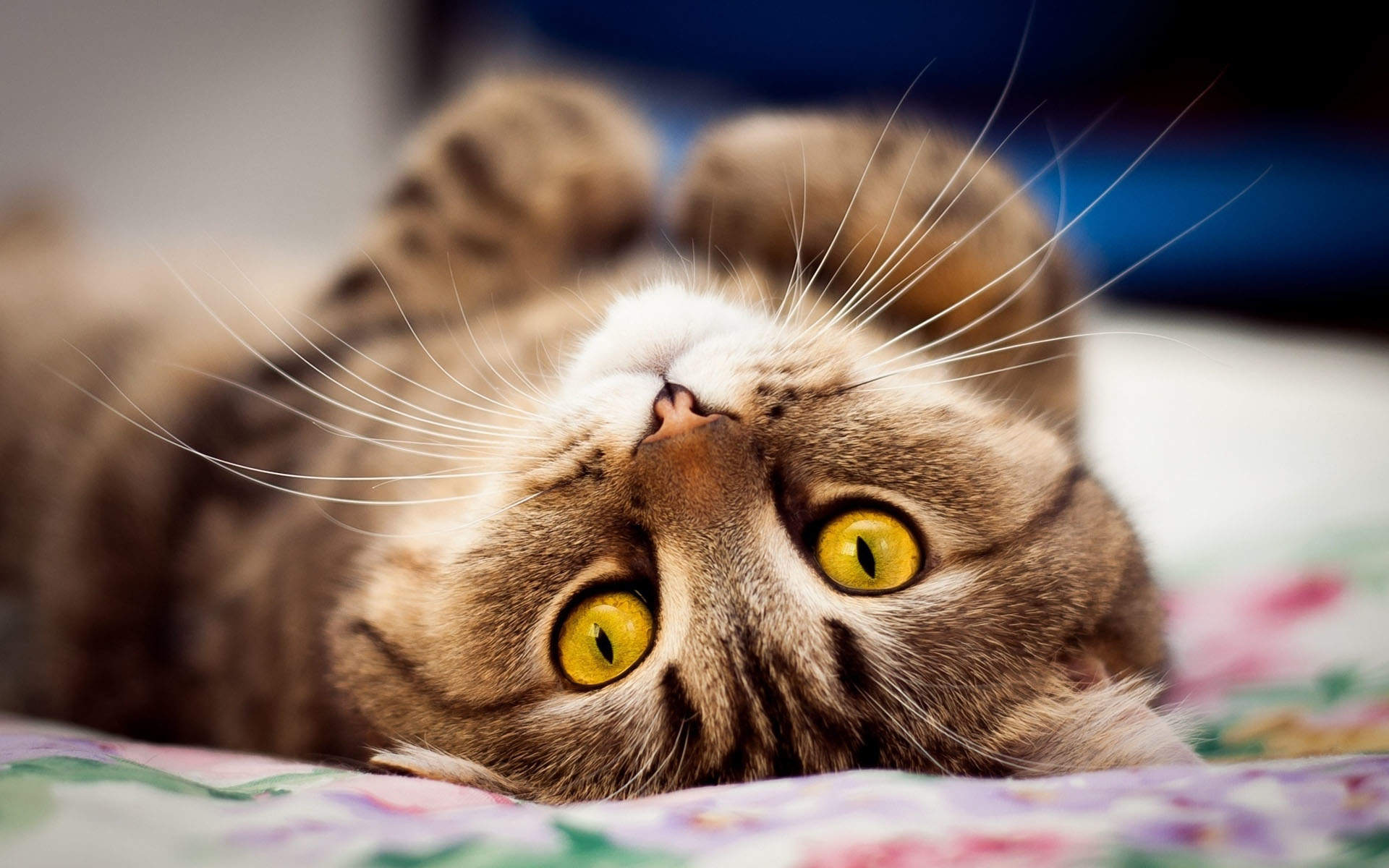 90后性感小猫咪写真图片