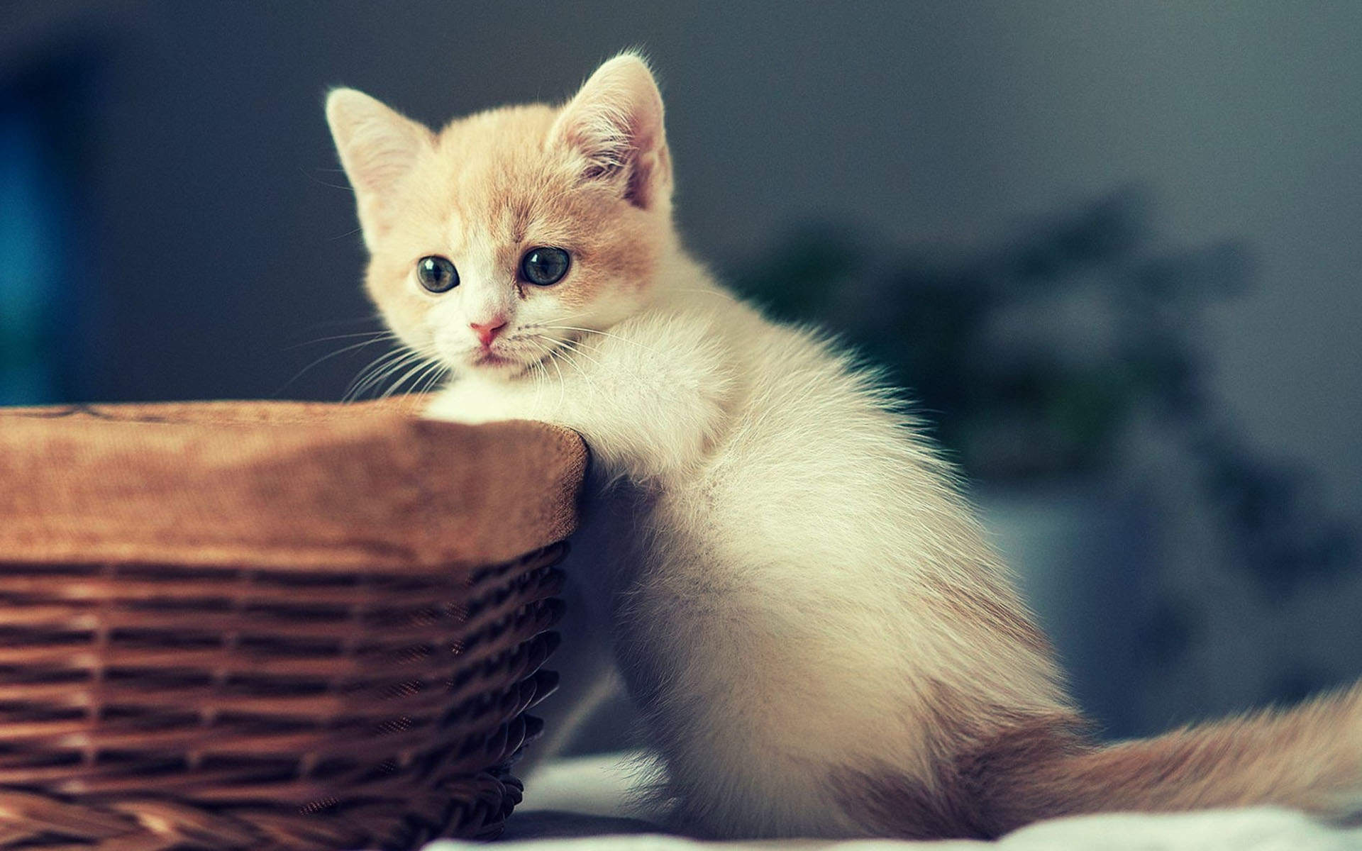 可爱卡通小猫咪高清图片手机壁纸图片