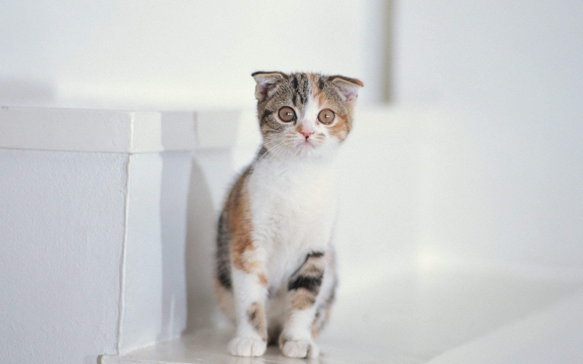 90后性感小猫咪写真图片