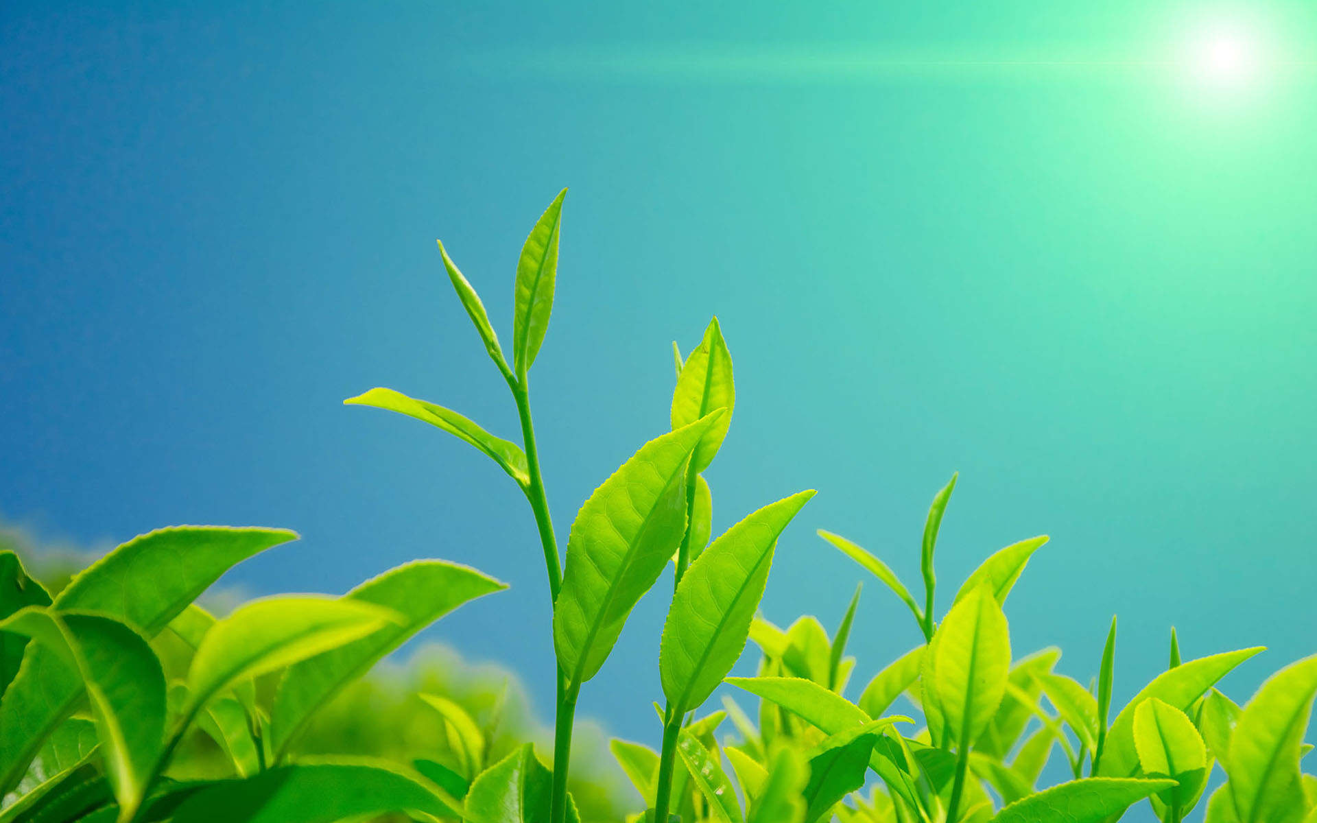 小清新绿色护眼植物高清树叶桌面壁纸图片