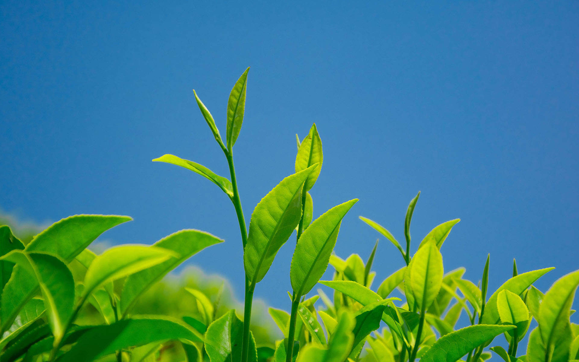 小清新绿色护眼植物高清树叶桌面壁纸图片