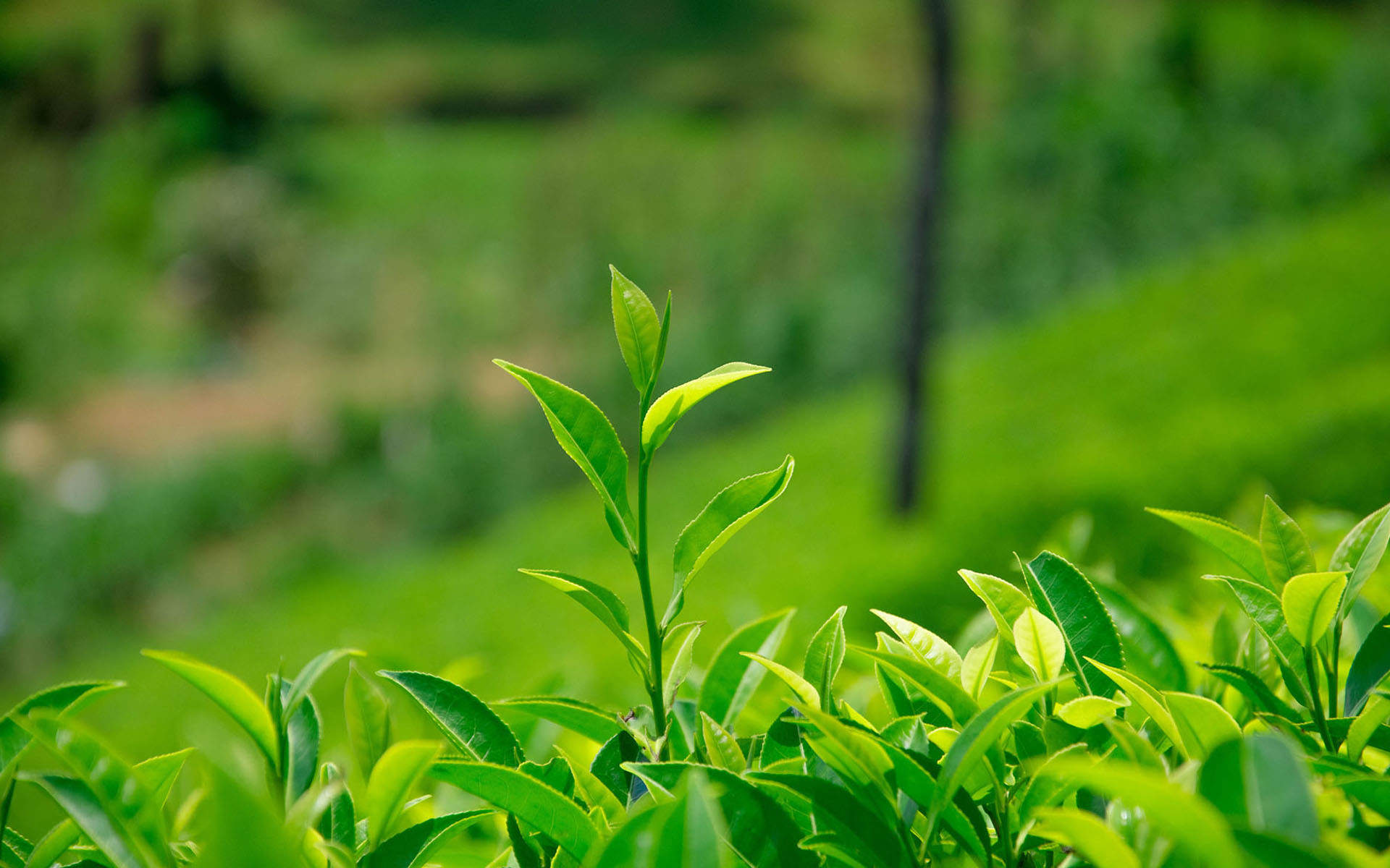 小清新绿色护眼植物高清树叶桌面壁纸图片