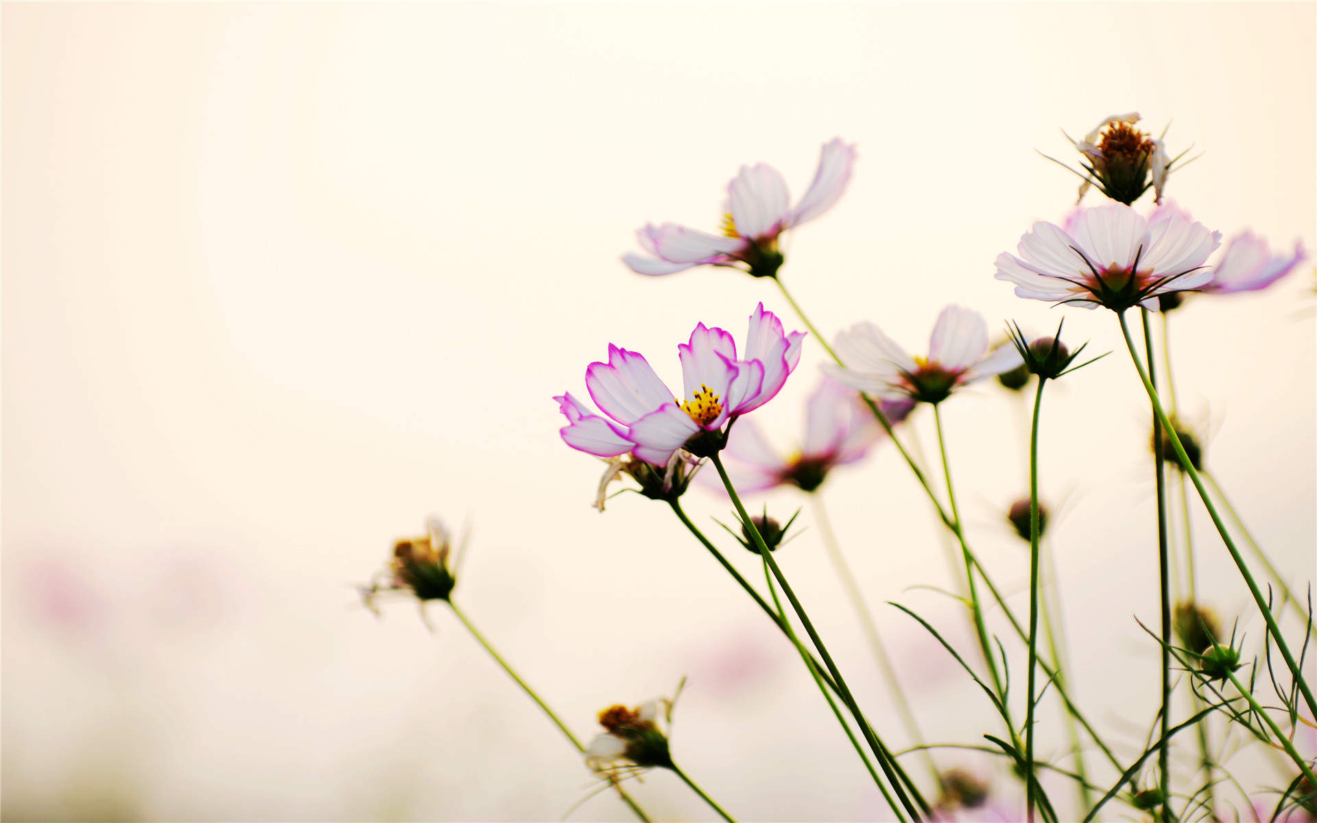 格桑花图片
