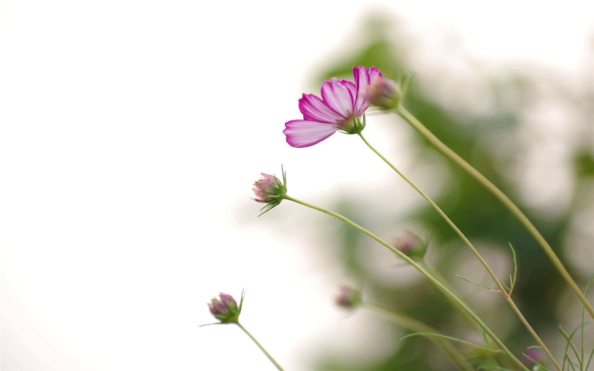 格桑花图片