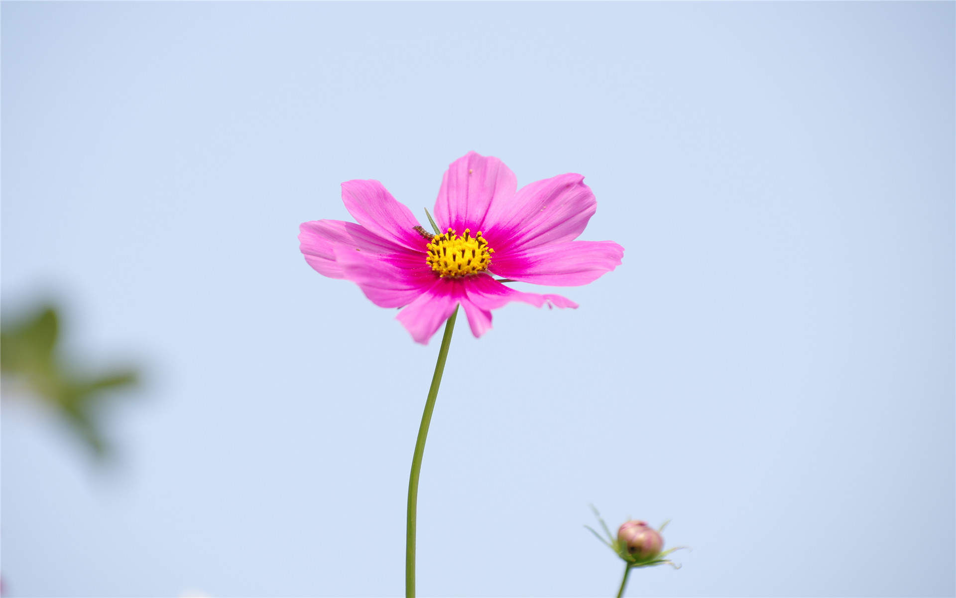 格桑花图片