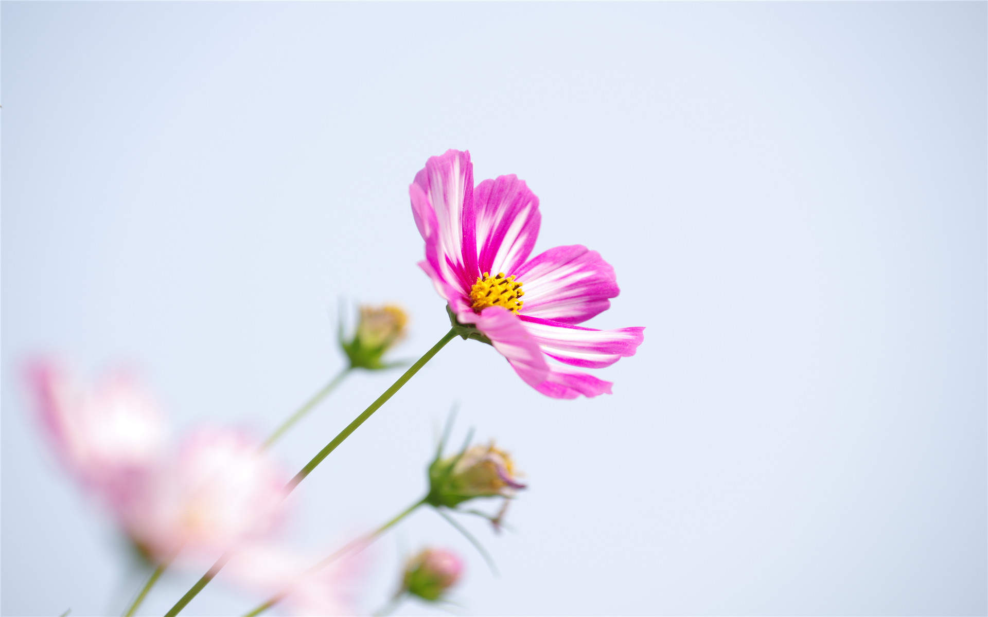 格桑花唯美高清桌面壁纸图片