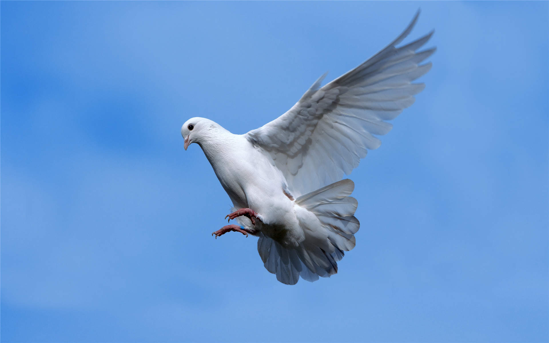 鸽子图片