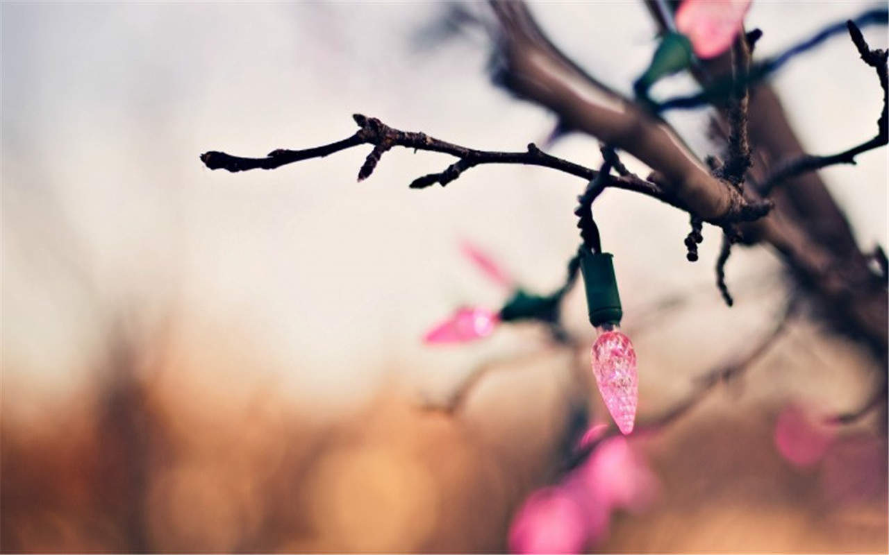 叶子图片