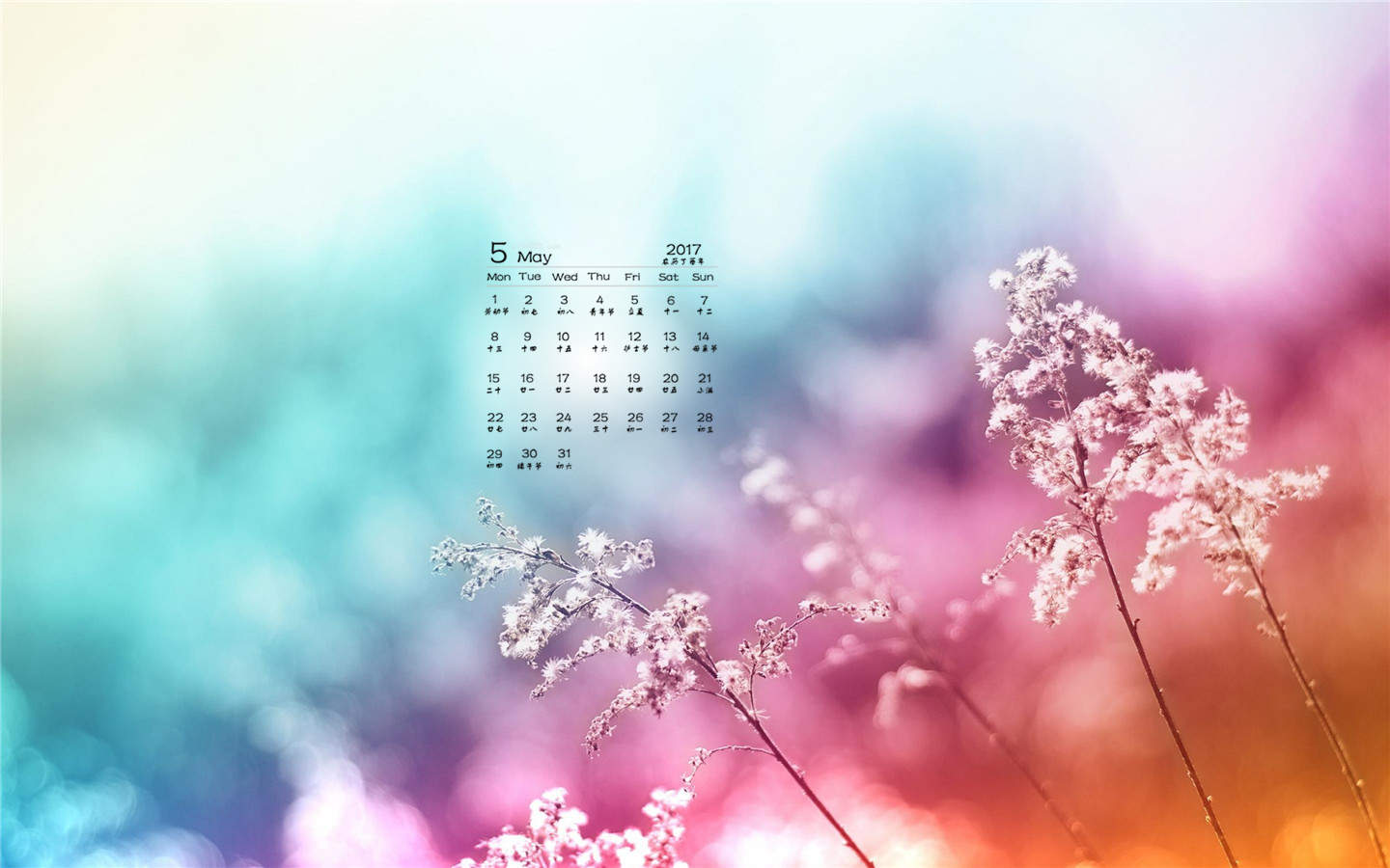 2019年12月白色的蒲公英唯美高清日历壁纸图片