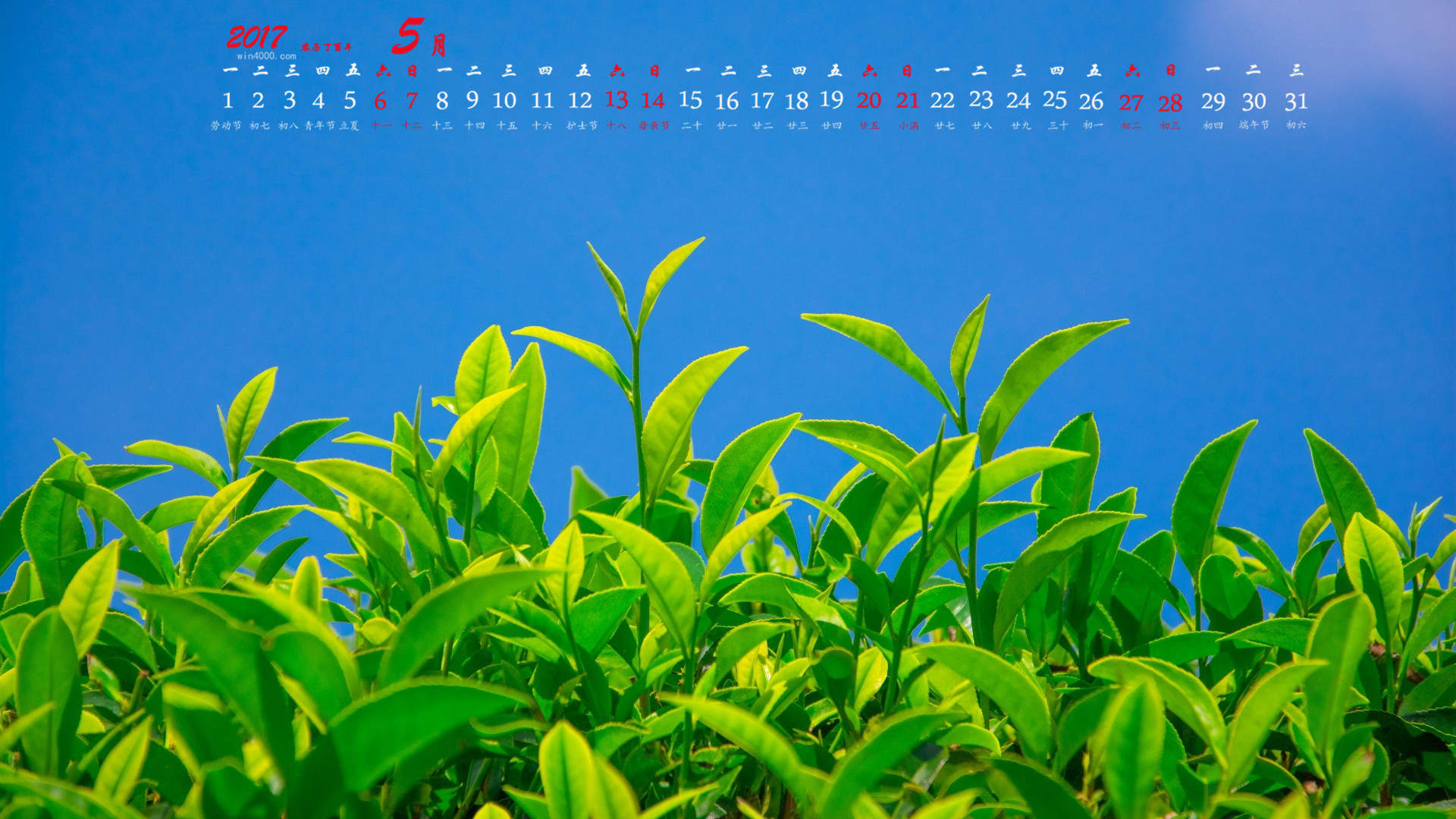 绿茶壁纸图片