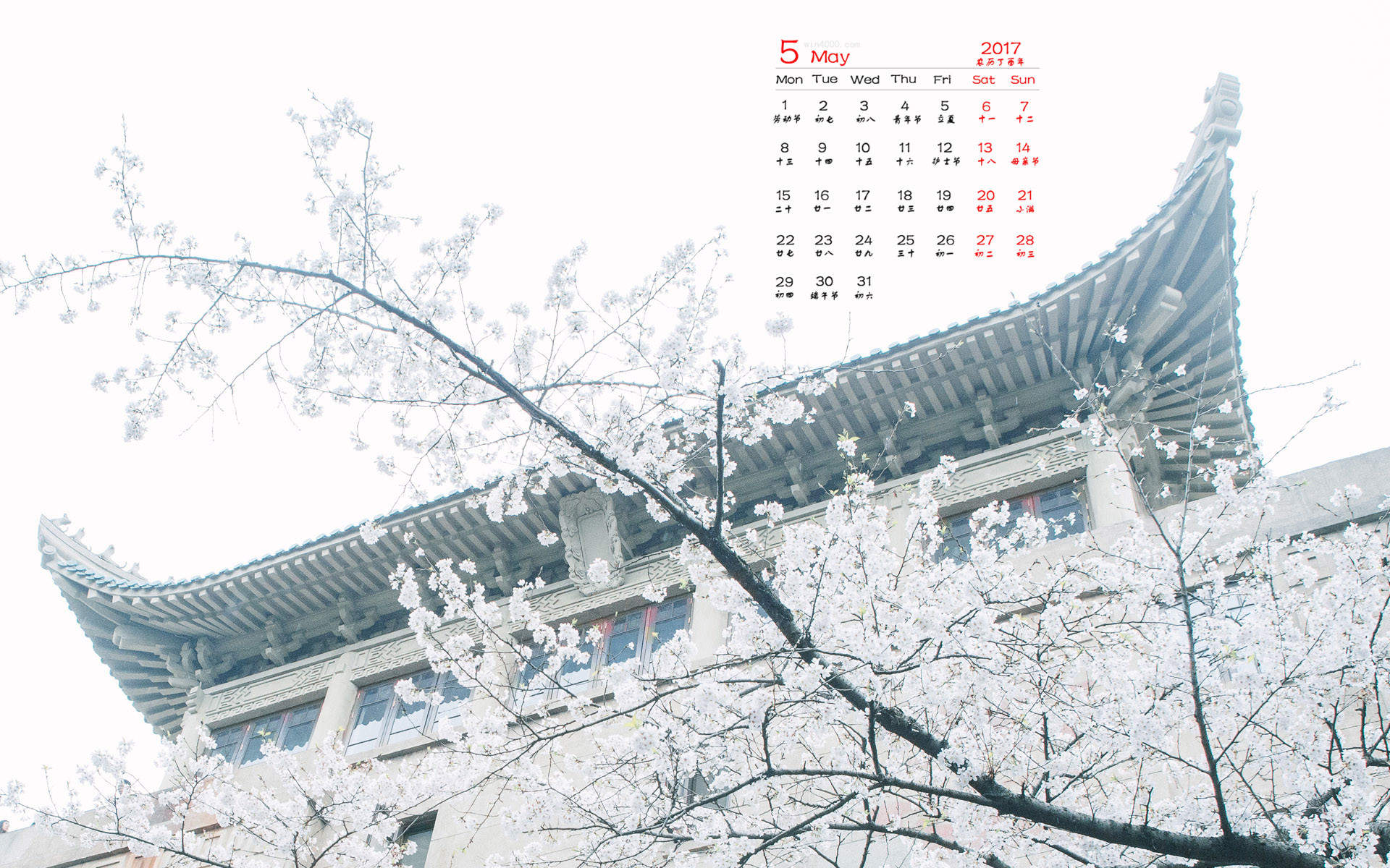 2017年5月樱花风景日历壁纸图片