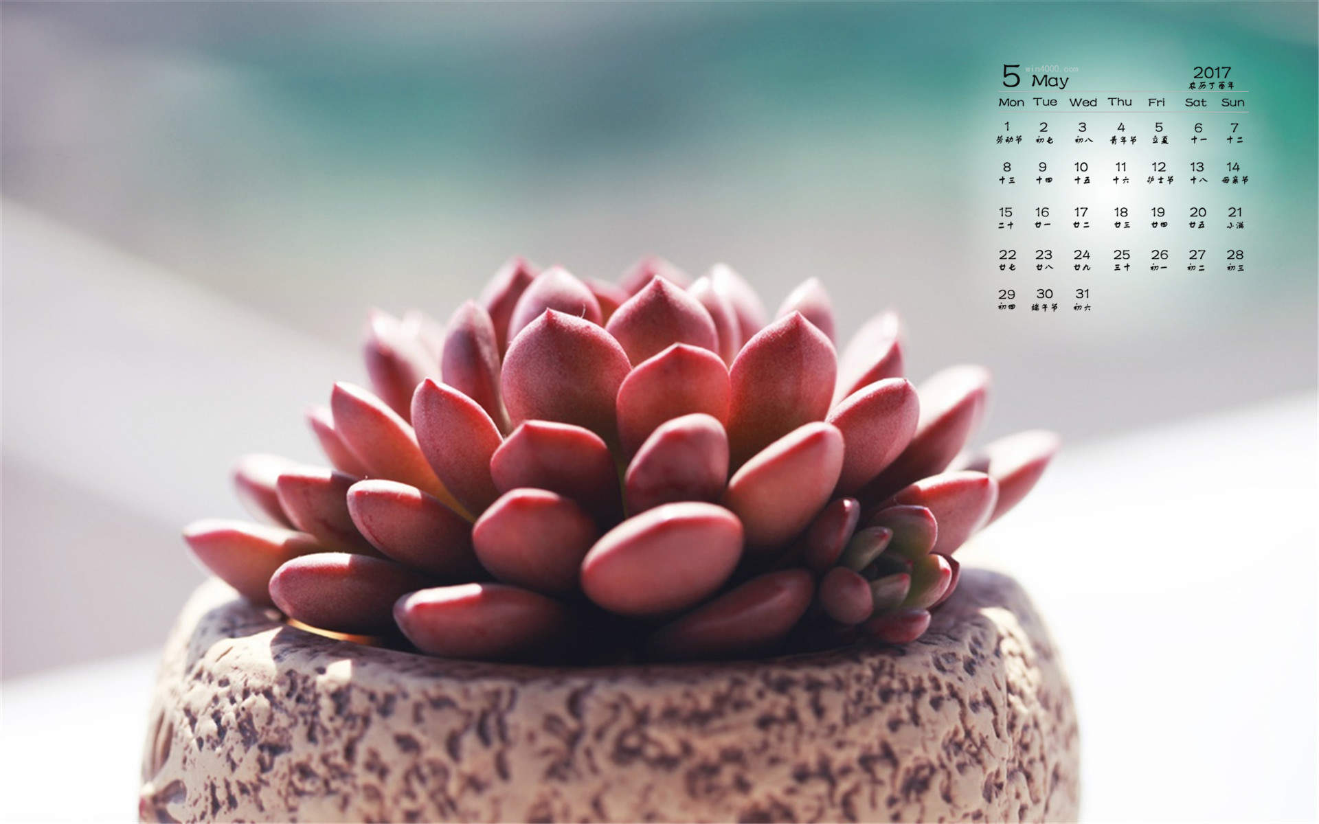 多肉植物创意多边形插画图片图片