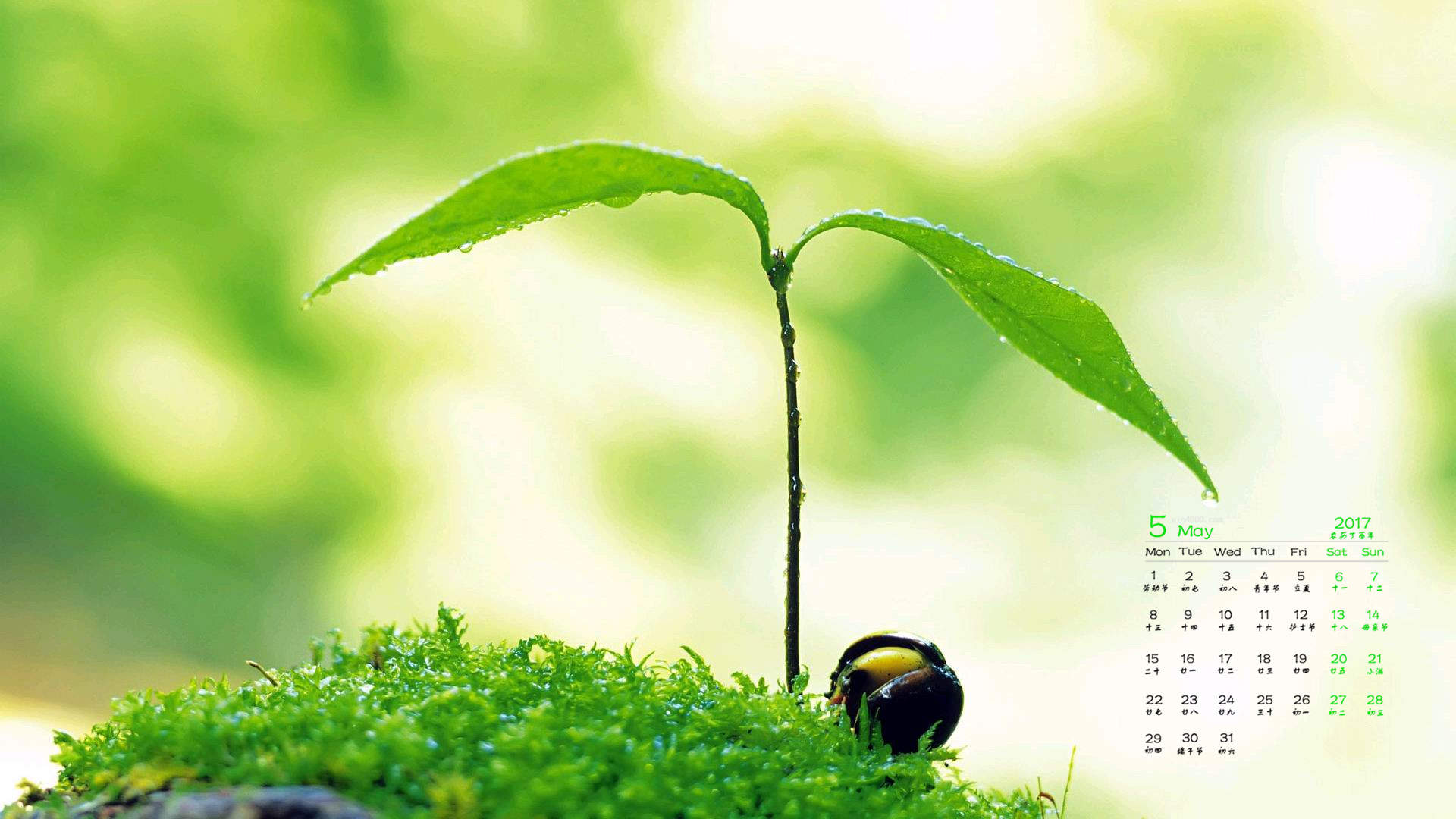 绿色嫩芽小清新植物桌面壁纸下载图片