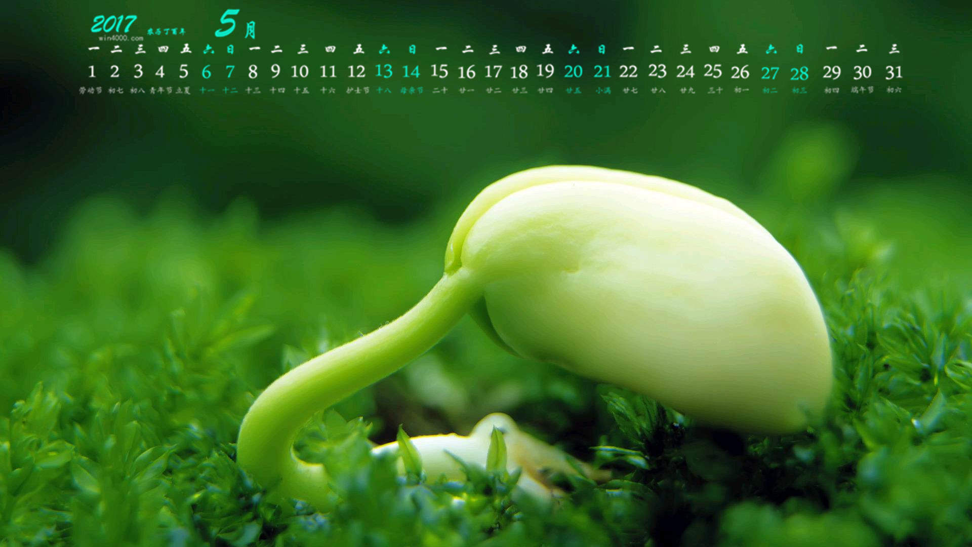 小清新植物嫩芽图片桌面壁纸图片