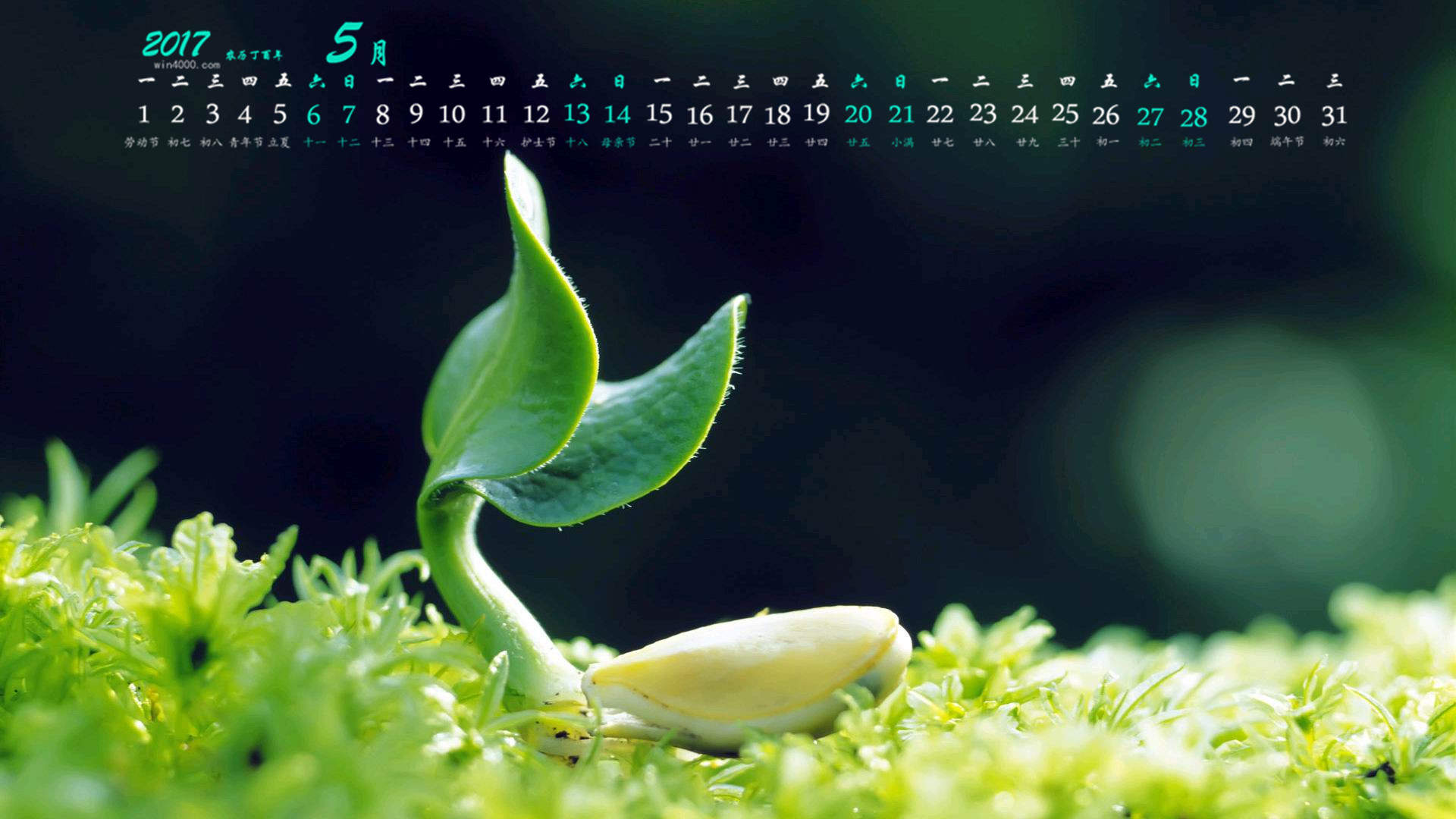 小清新植物嫩芽图片桌面壁纸图片
