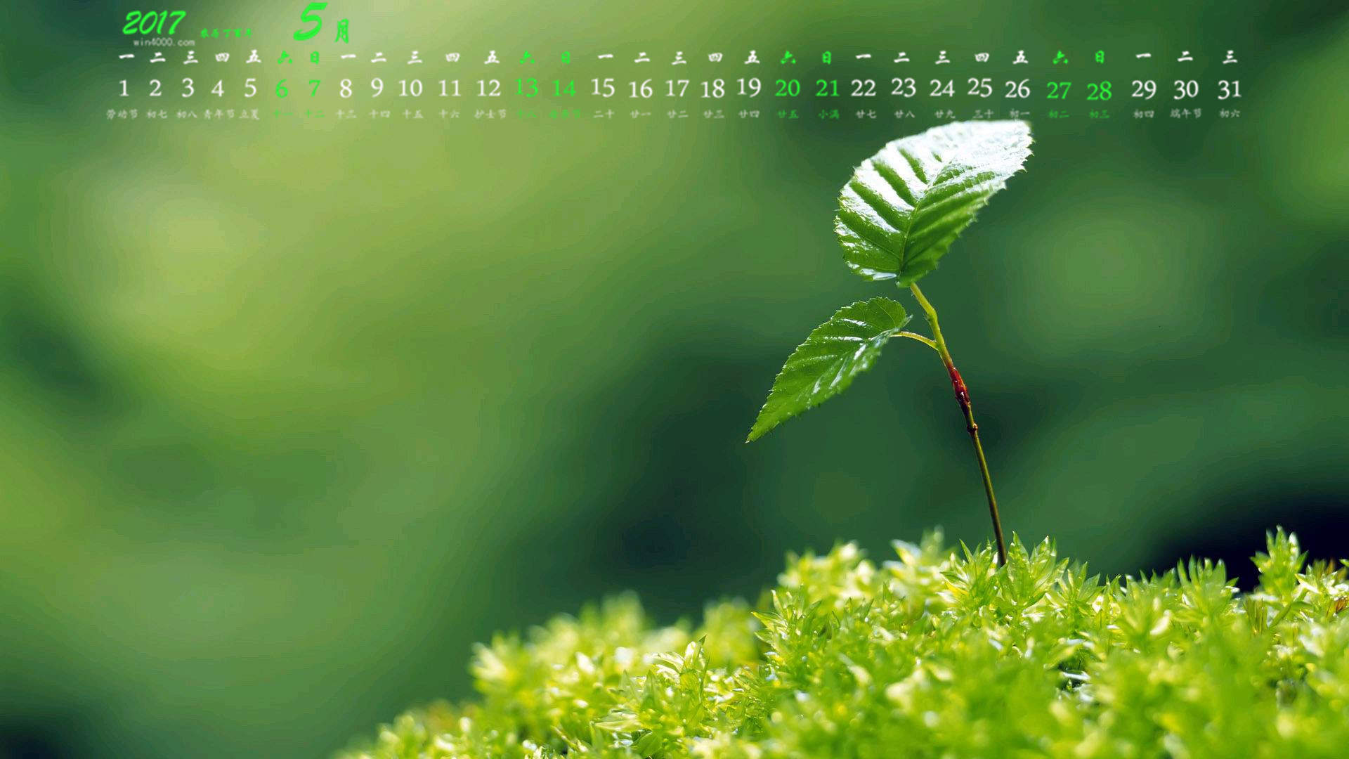小清新植物嫩芽图片桌面壁纸图片