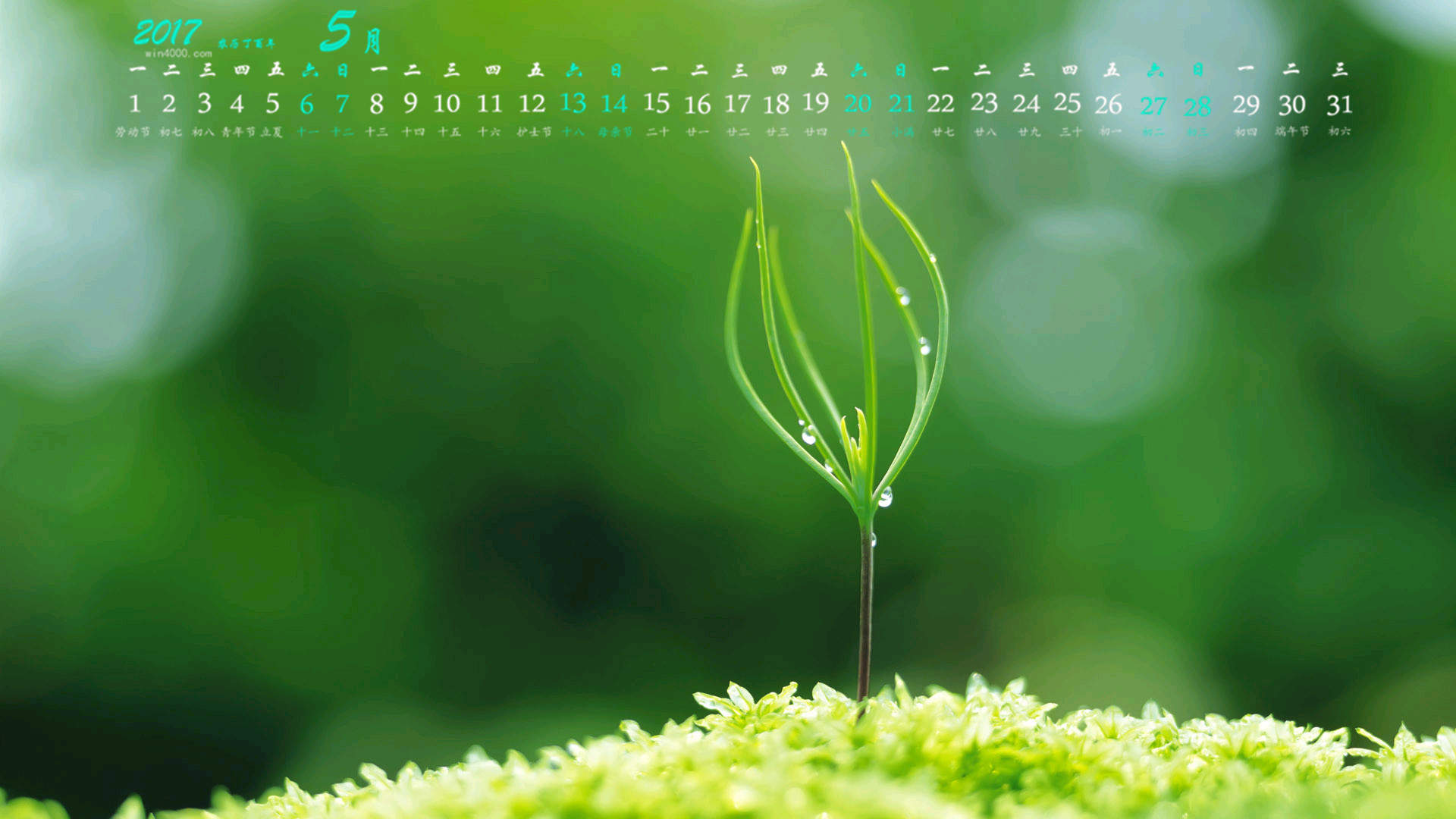 小清新植物嫩芽图片桌面壁纸图片