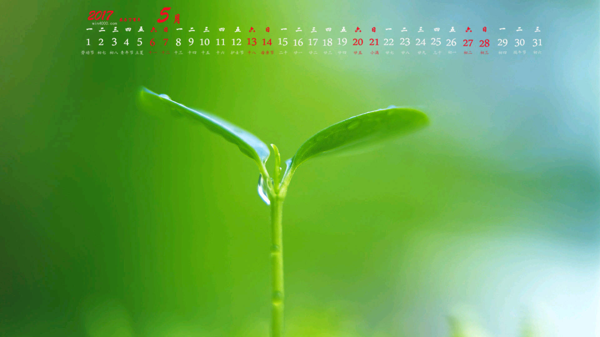 绿色养眼植物嫩芽高清桌面壁纸图片