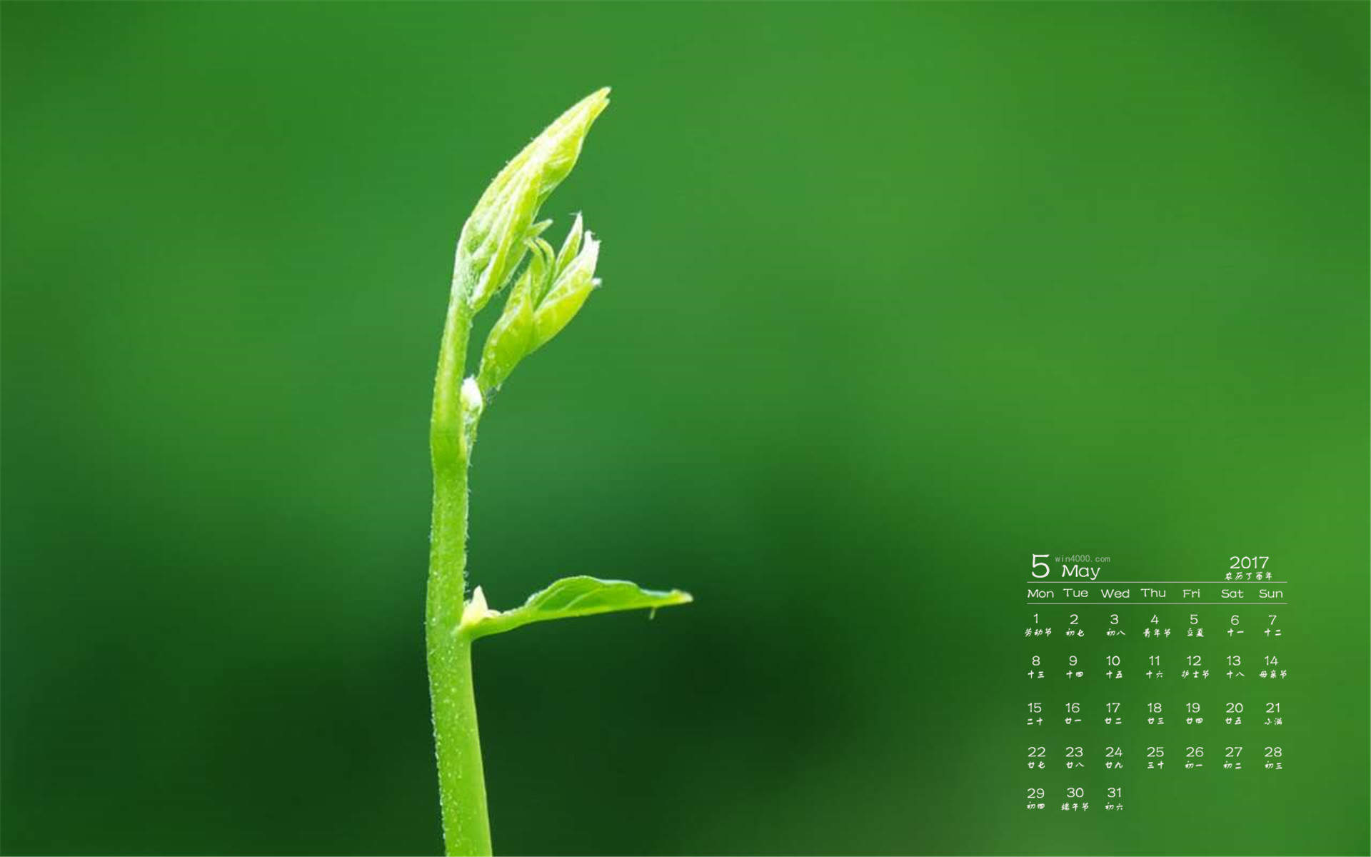 绿色嫩芽小清新植物桌面壁纸下载图片