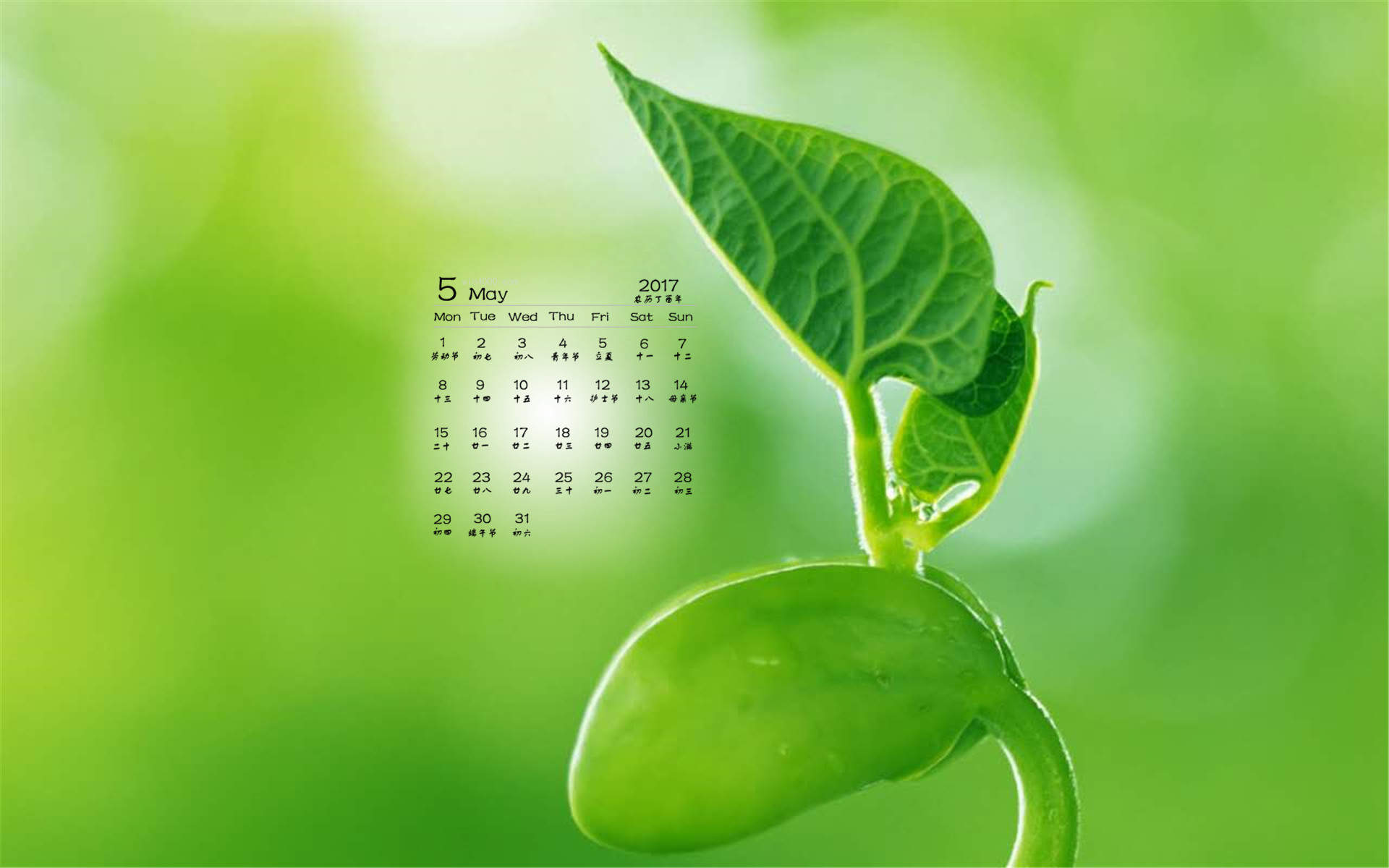 小清新植物嫩芽图片桌面壁纸图片