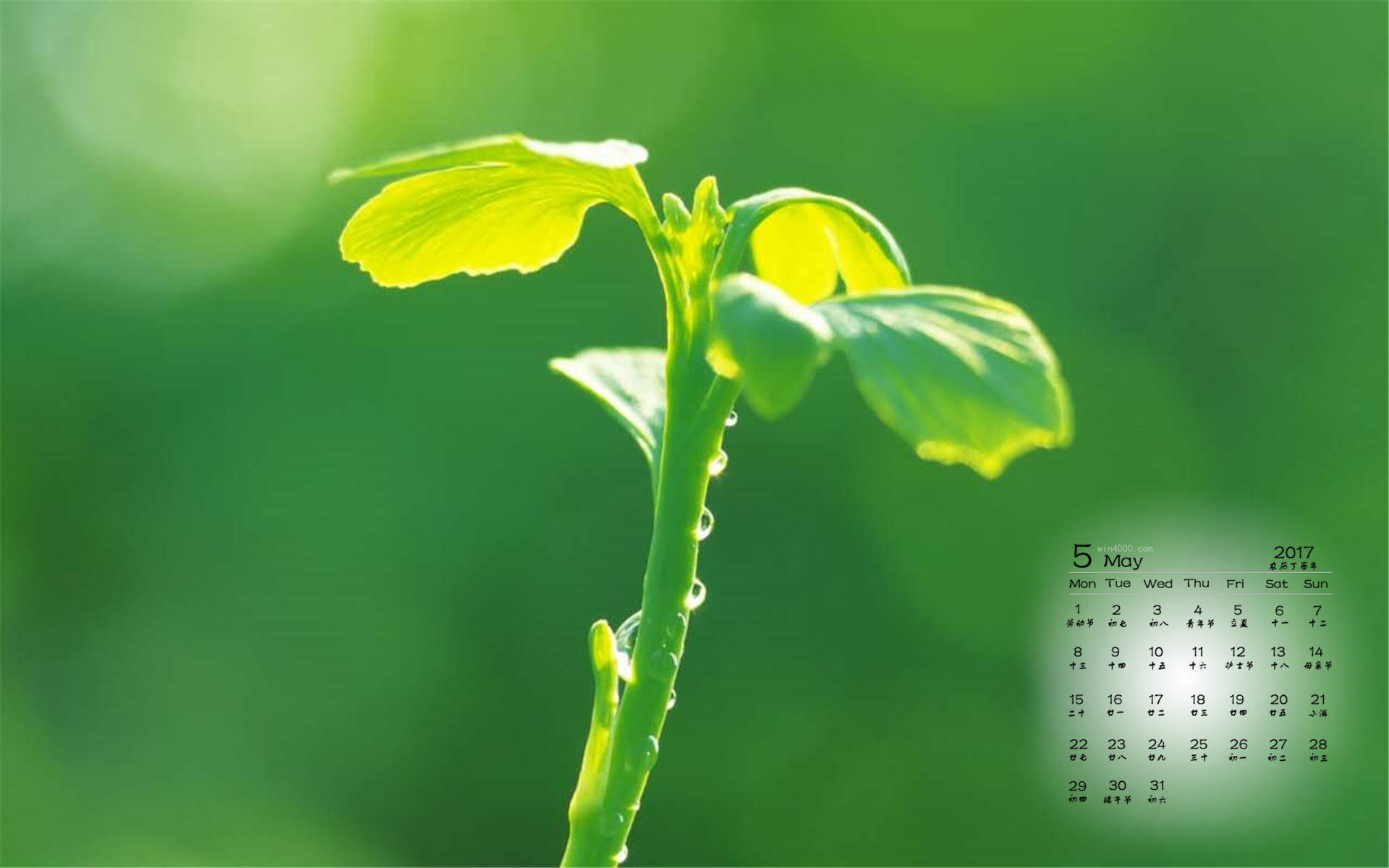 小清新植物嫩芽图片桌面壁纸图片