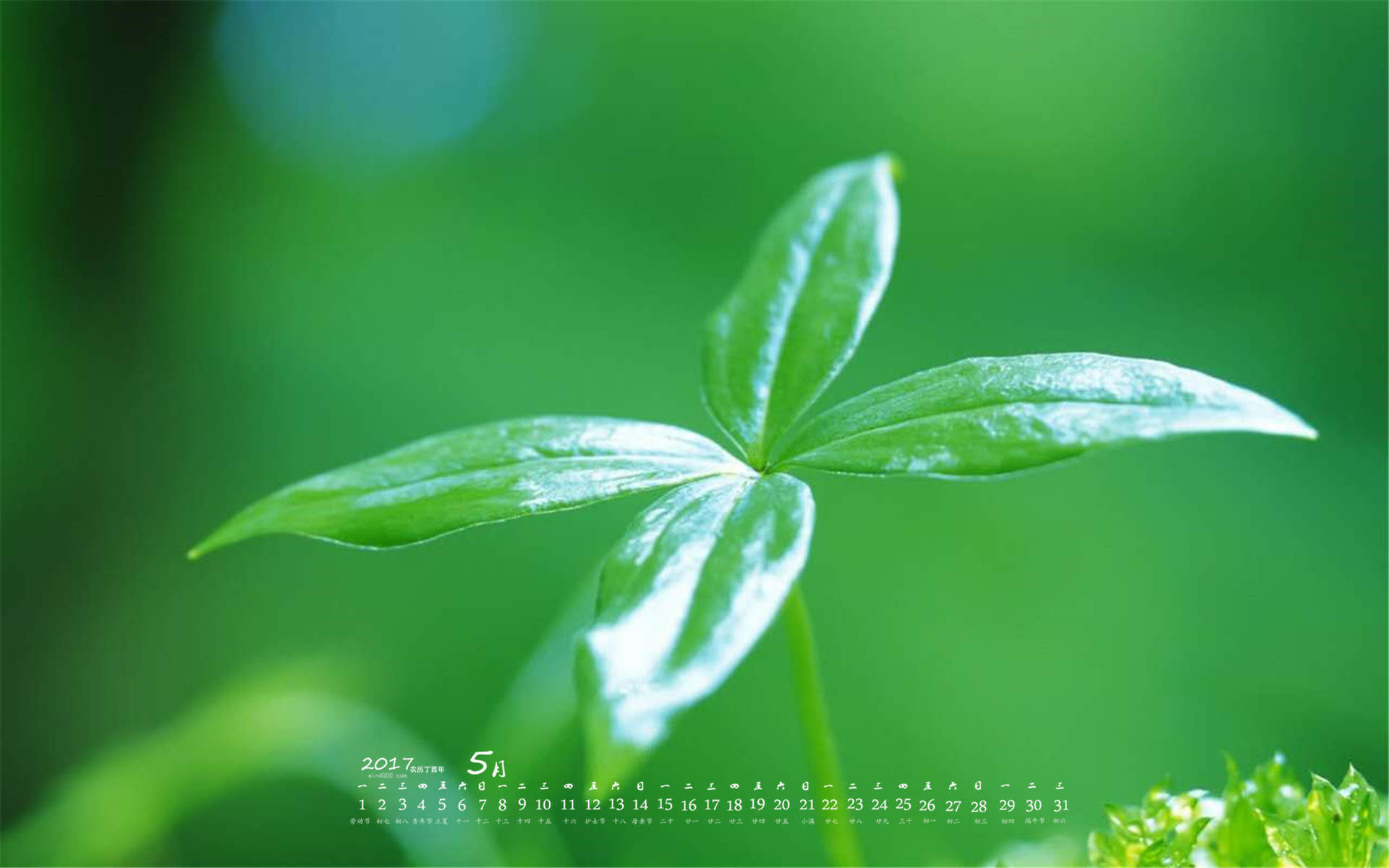 小清新植物嫩芽图片桌面壁纸图片