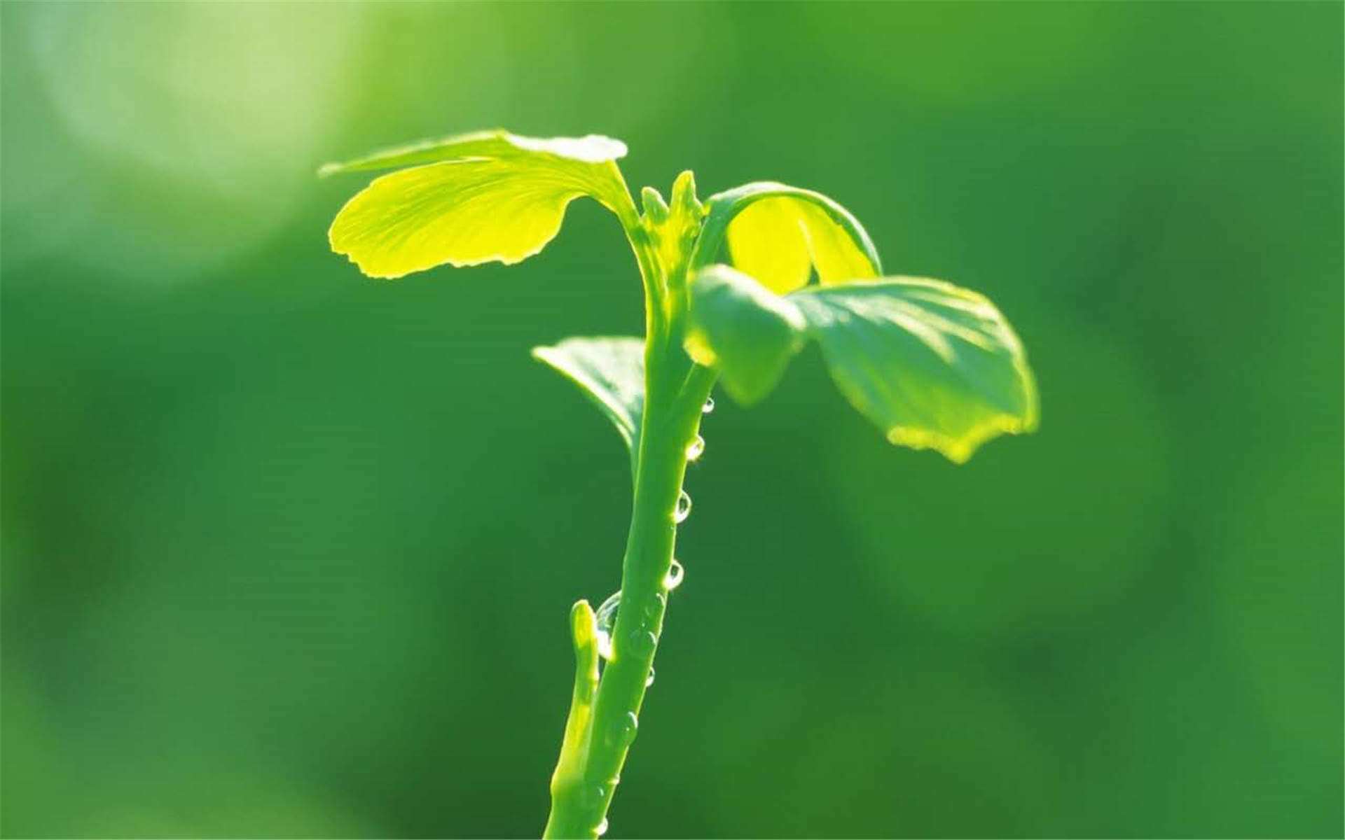 清新护眼绿色嫩芽图片桌面壁纸图片