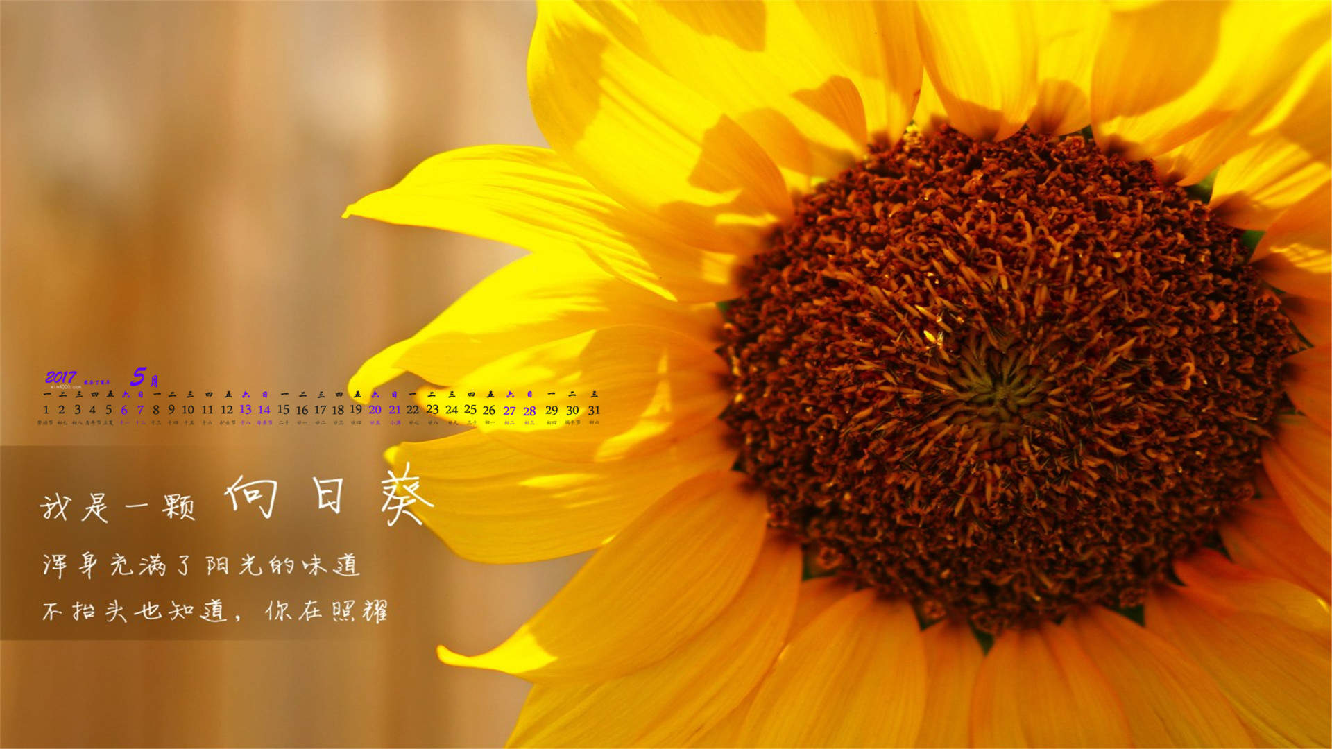 向日葵图片