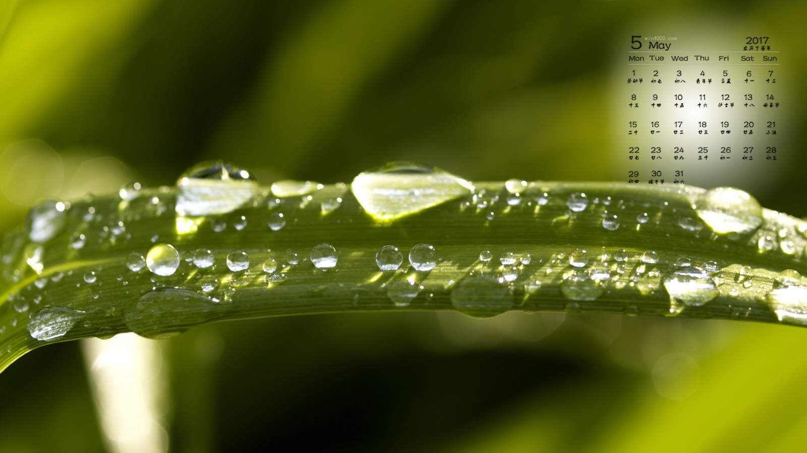 高清雨水水珠2022年6月份日历桌面壁纸护眼绿色水滴图片