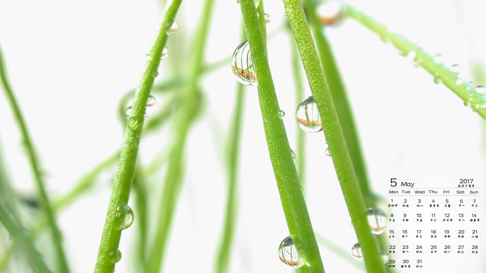 高清雨水清新护眼绿色水滴露珠高清桌面壁纸图片