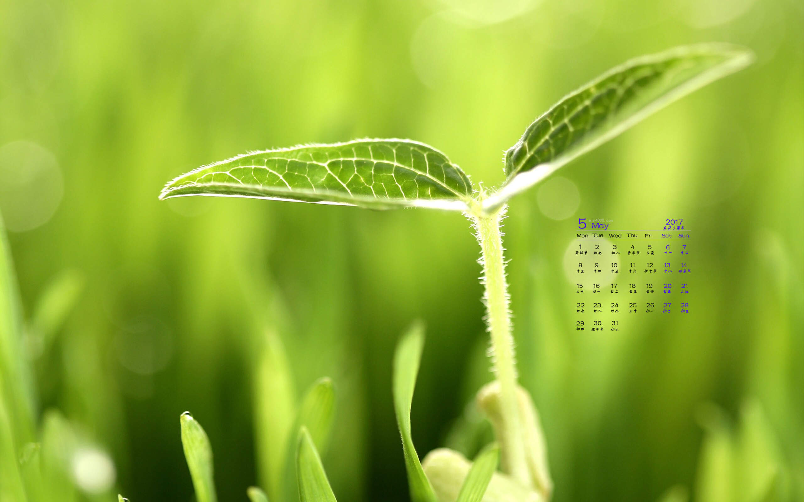 小清新植物嫩芽图片桌面壁纸图片
