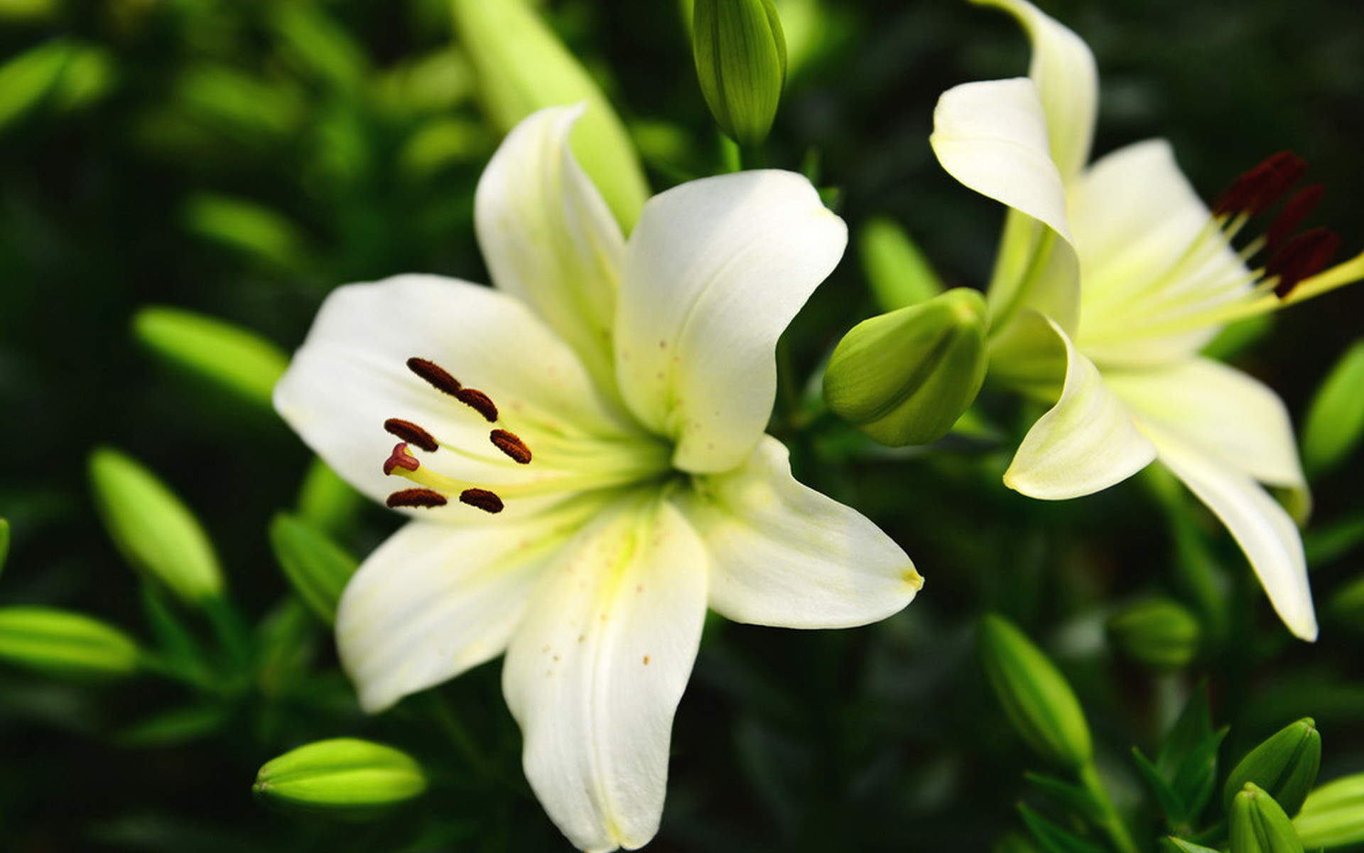 百合花图片