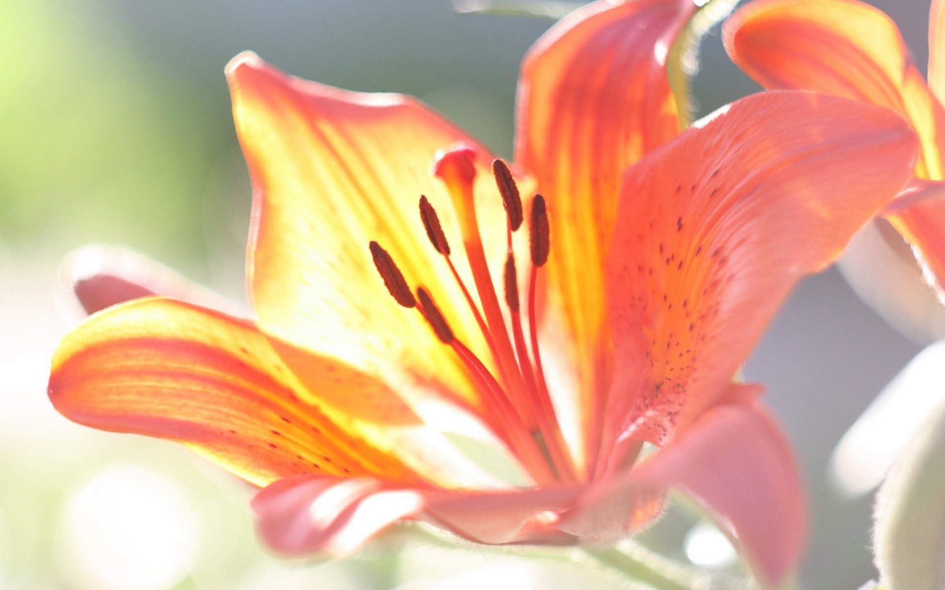百合花图片