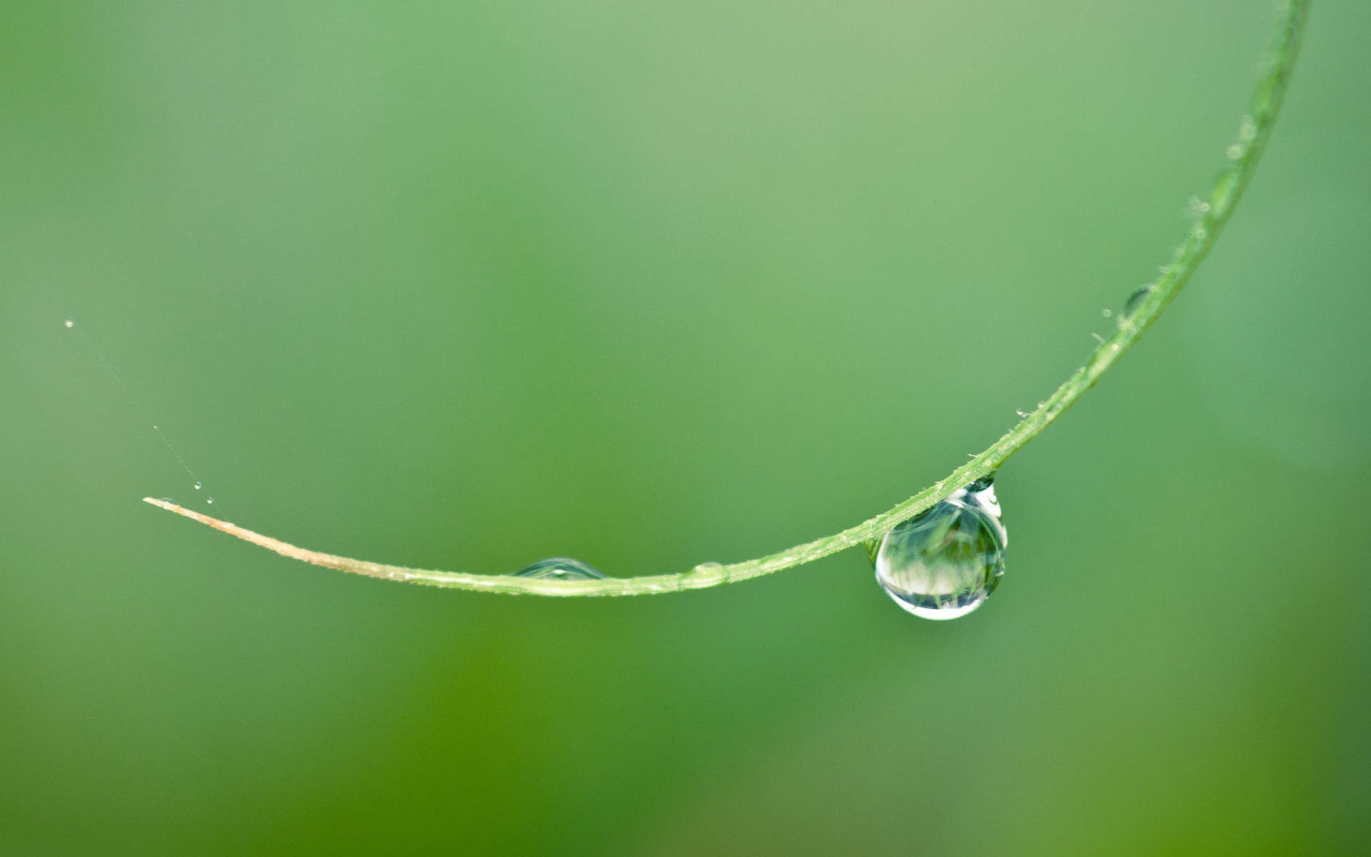 高清雨水清新护眼绿色水滴露珠高清桌面壁纸图片