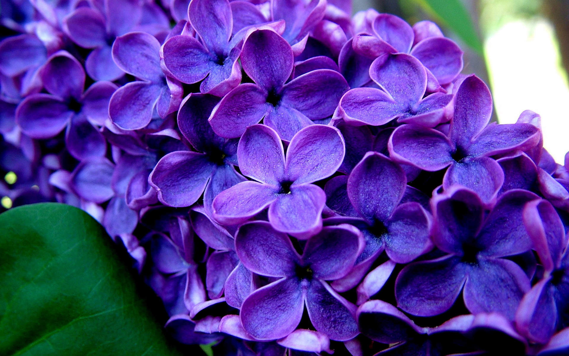 高清紫色唯美丁香花图片第二辑图片