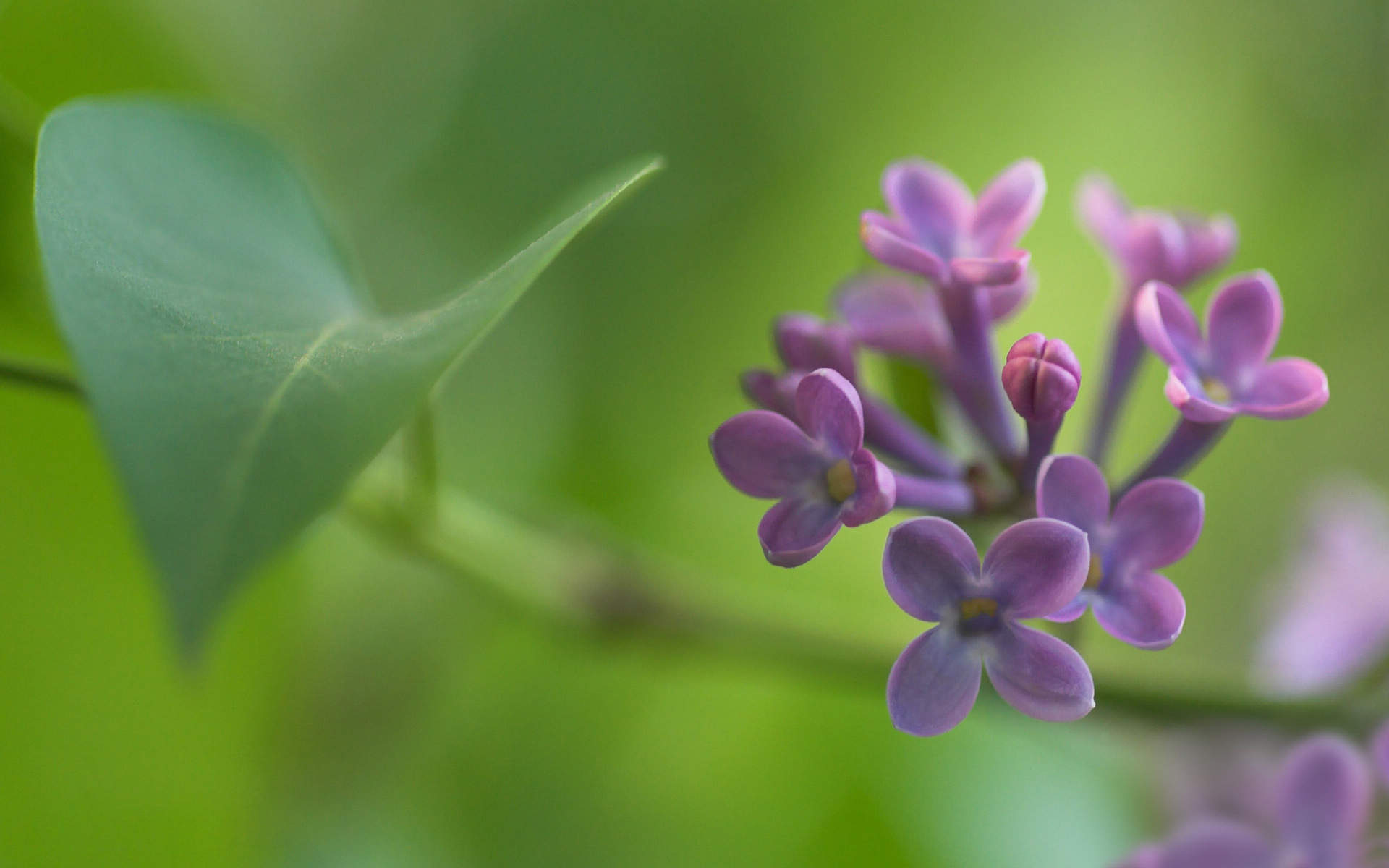 高清紫色丁香花唯美图片桌面壁纸图片