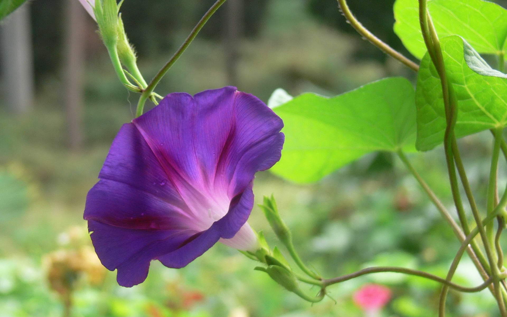 牵牛花图片