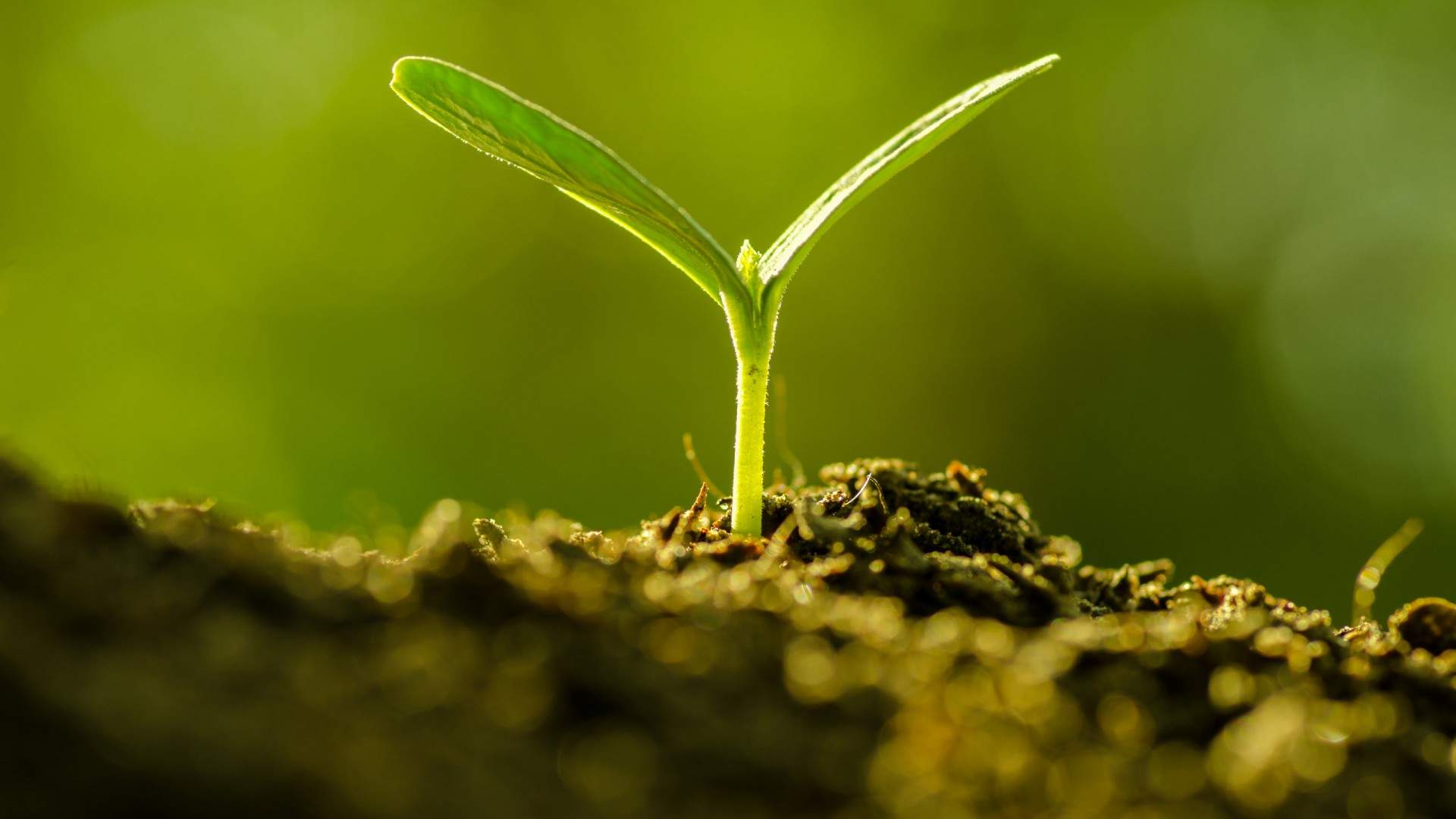 小清新植物嫩芽图片桌面壁纸图片